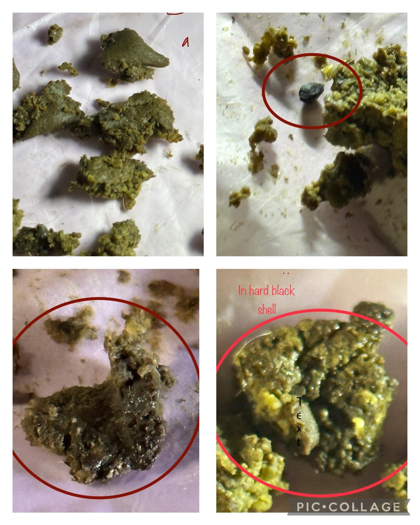 What are these black worms in my dogs stool? r/VetHelp