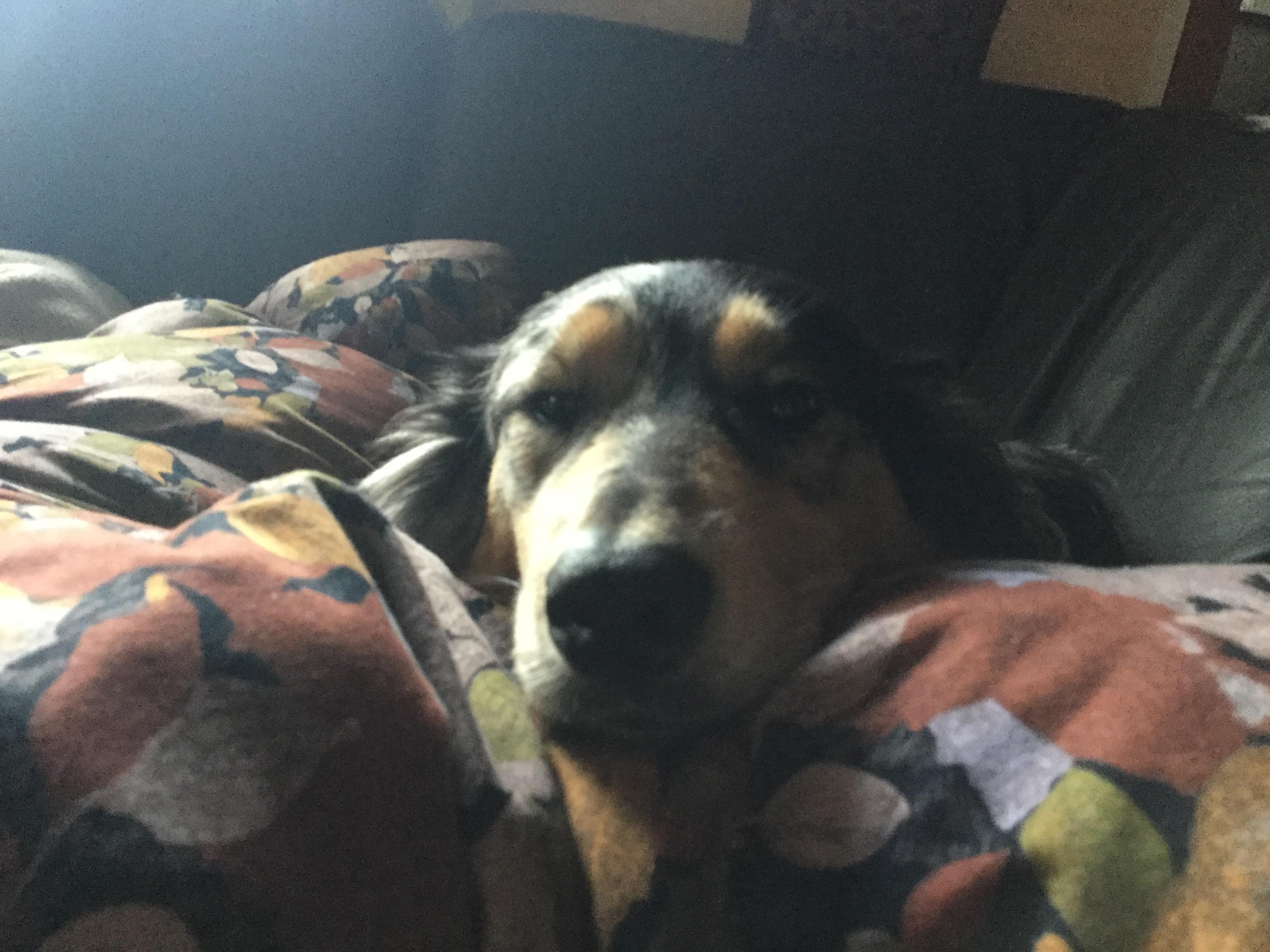 My dog laying on my legs r/aww