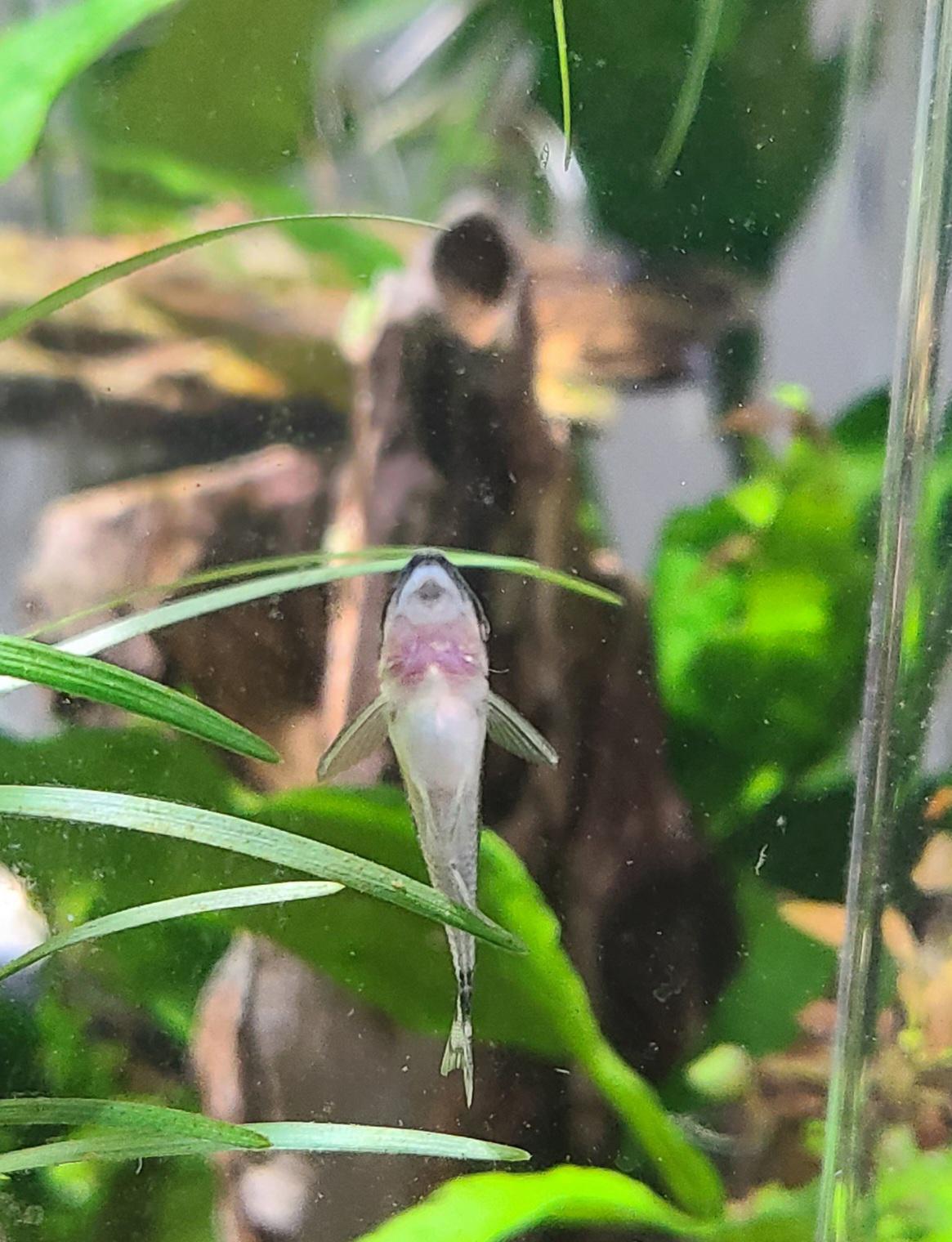 Is this ammonia burn? r/Aquariums