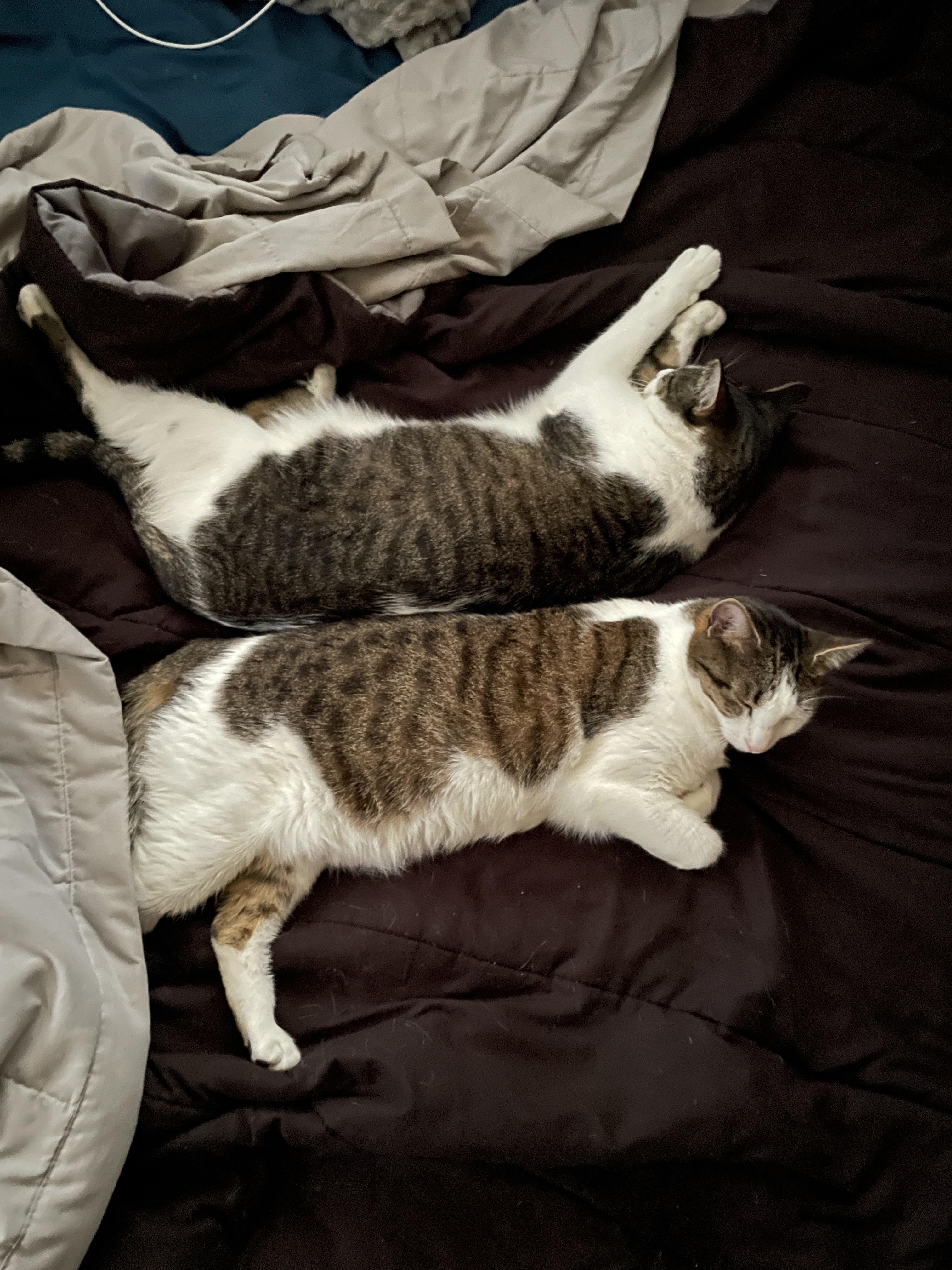 Mirror image on Xaxis r/cats