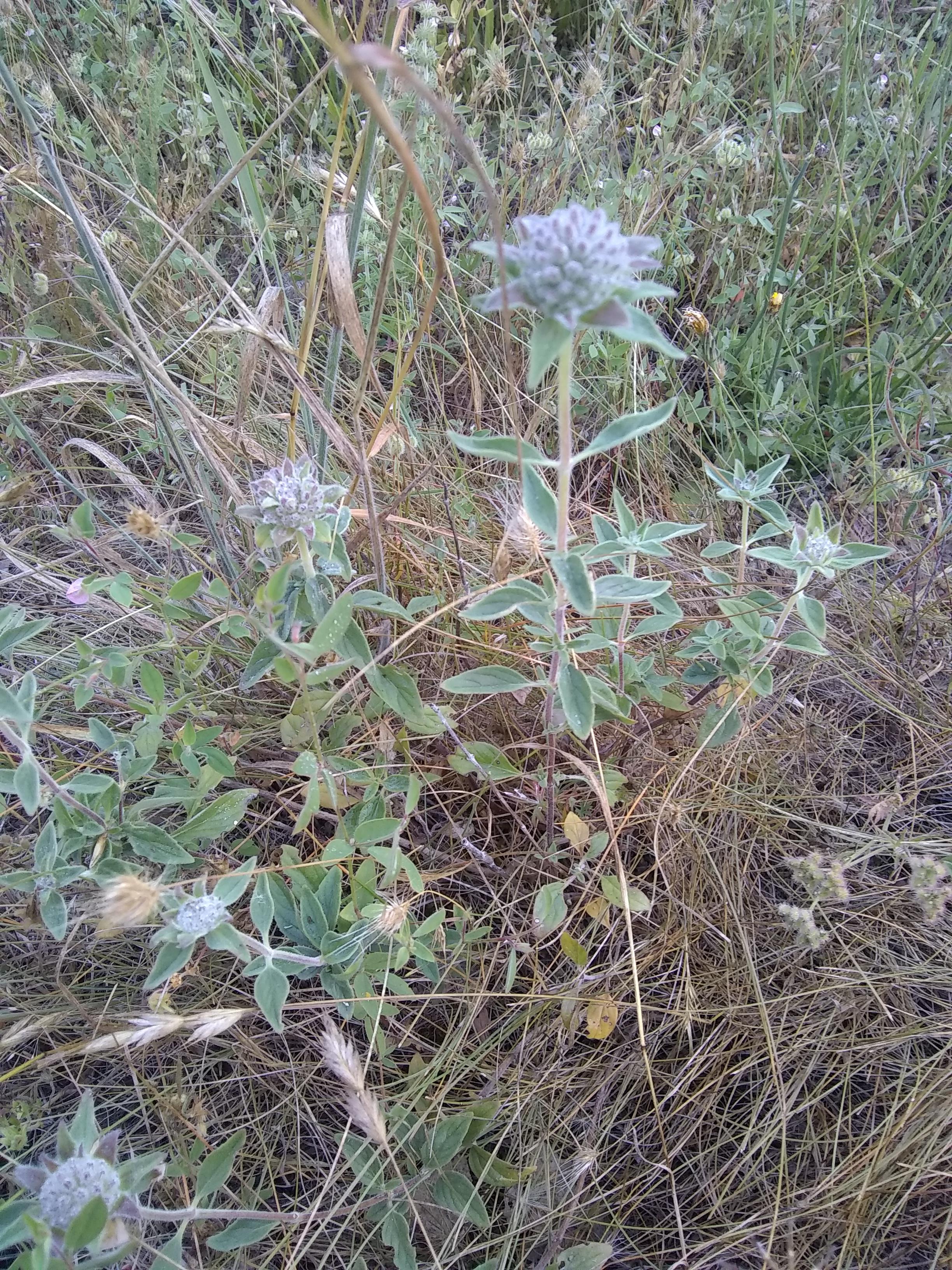 Smells like clary sage. Found in a meadow in the interior northern