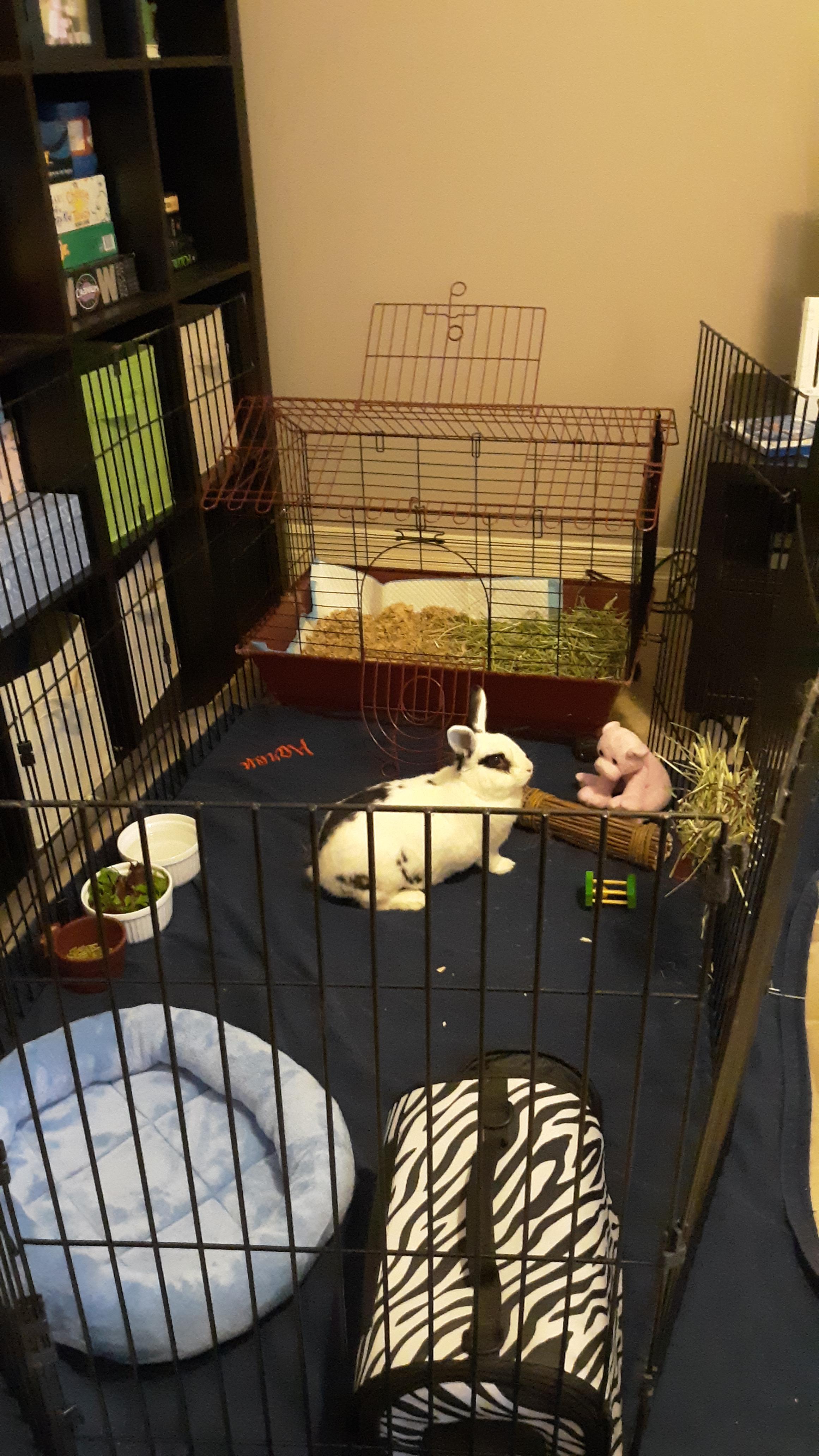 how does his playpen look? any suggestions? I'm using the zebra print