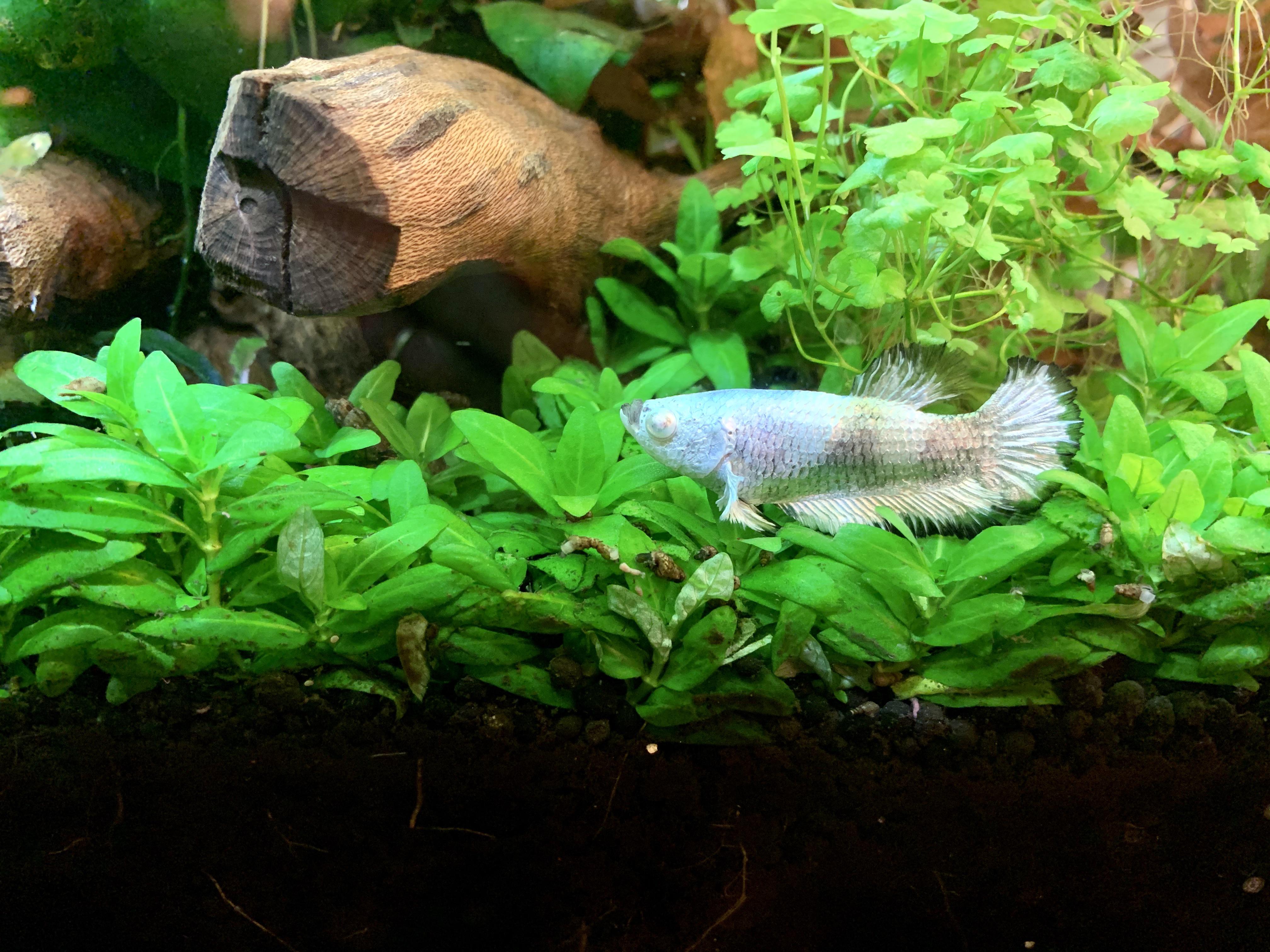 I am not sure what kind of betta Fish this is. If you know please let