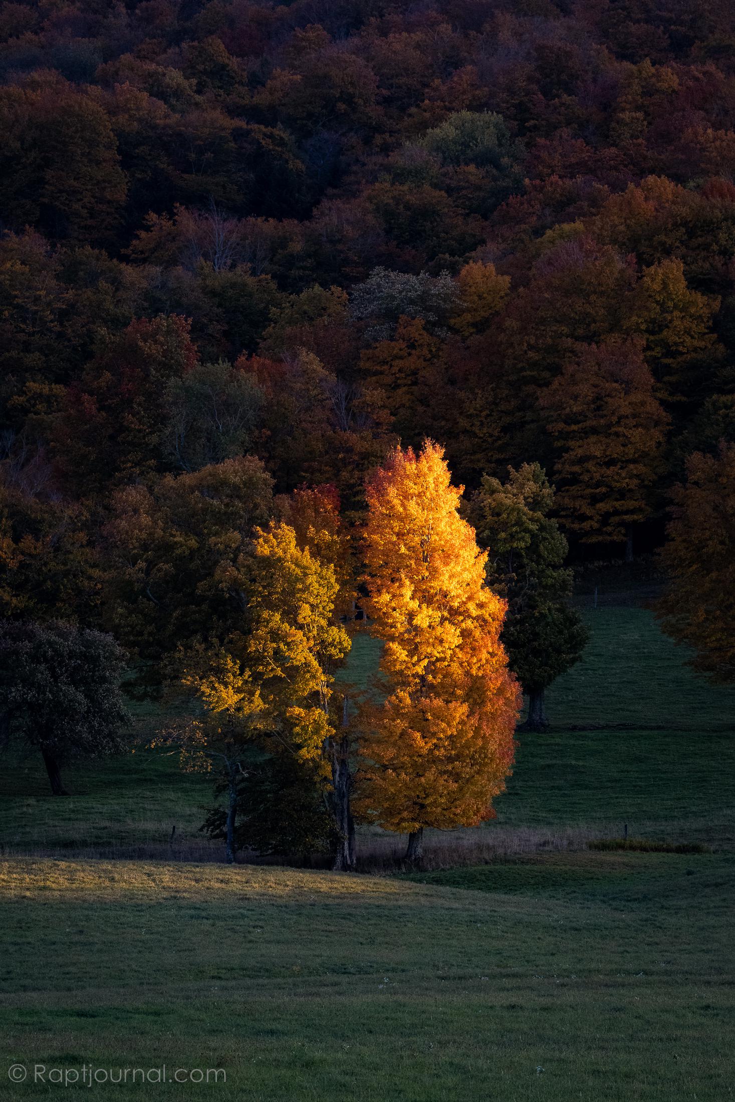 Autumn Torch. Canaan Valley National Wildlife Refuge, WV.[1467×2200