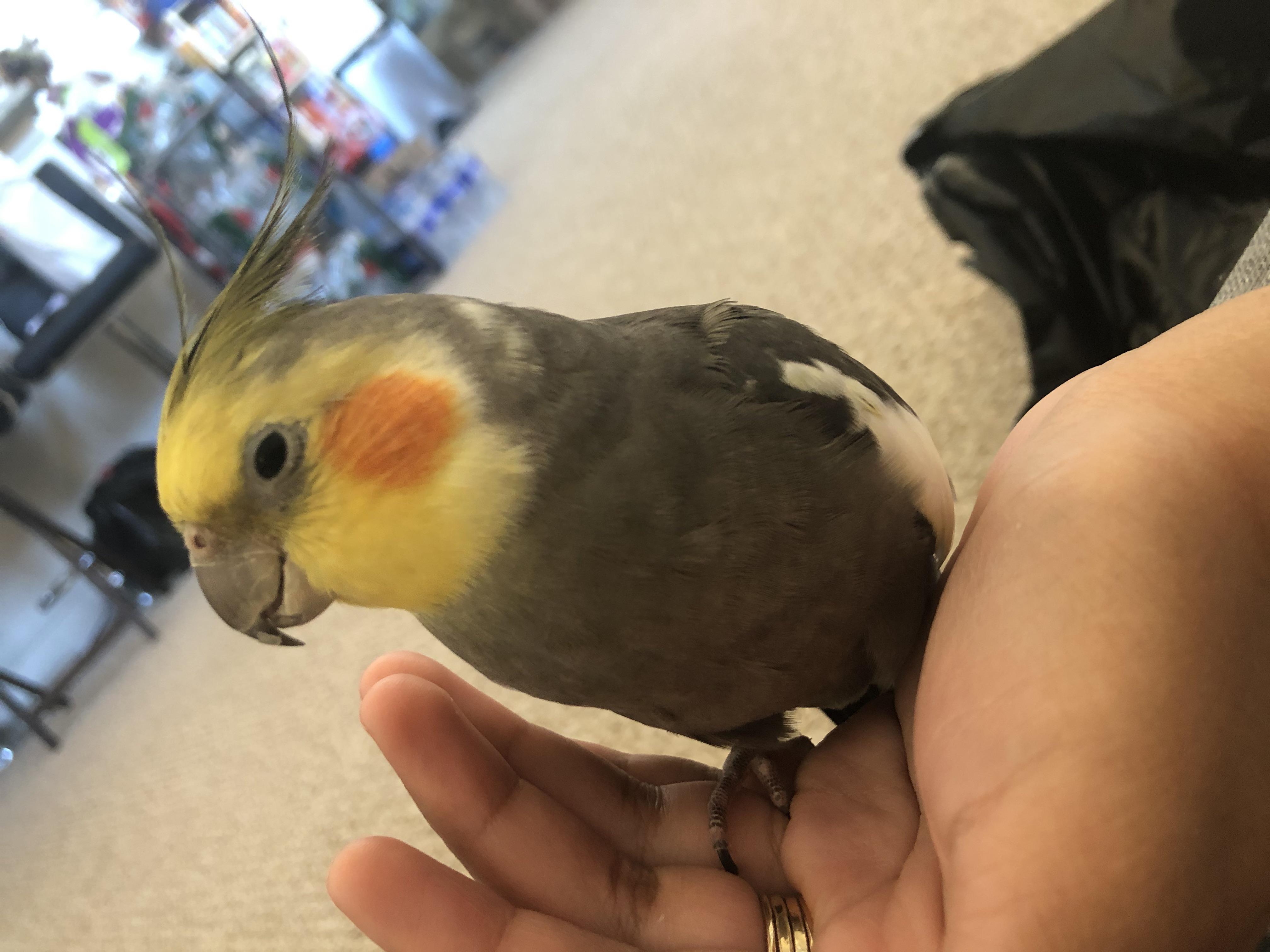 Do your parrots smell fragrant? r/parrots