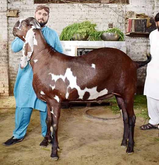 Pakistani Goat Breeds