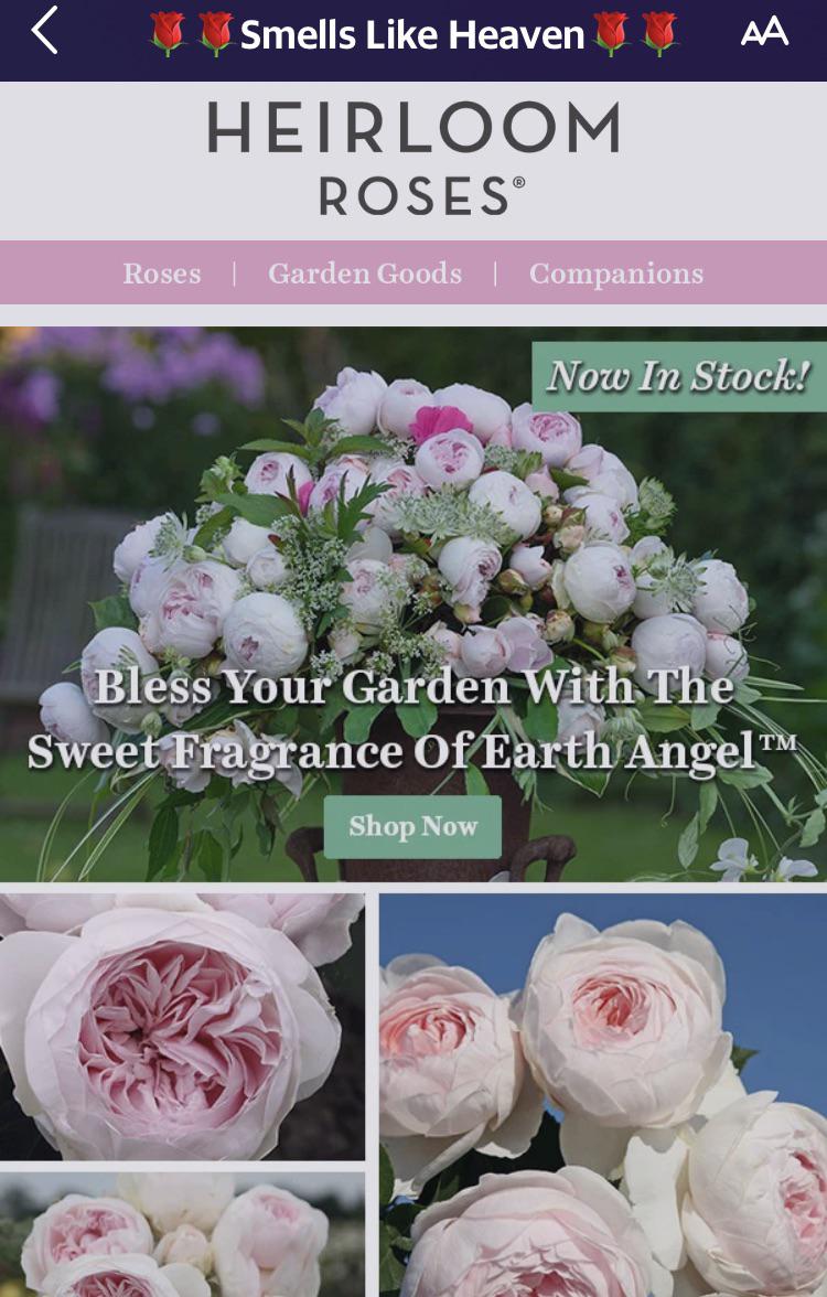 Earth Angel Roses available now on Heirloom Roses. r/Roses