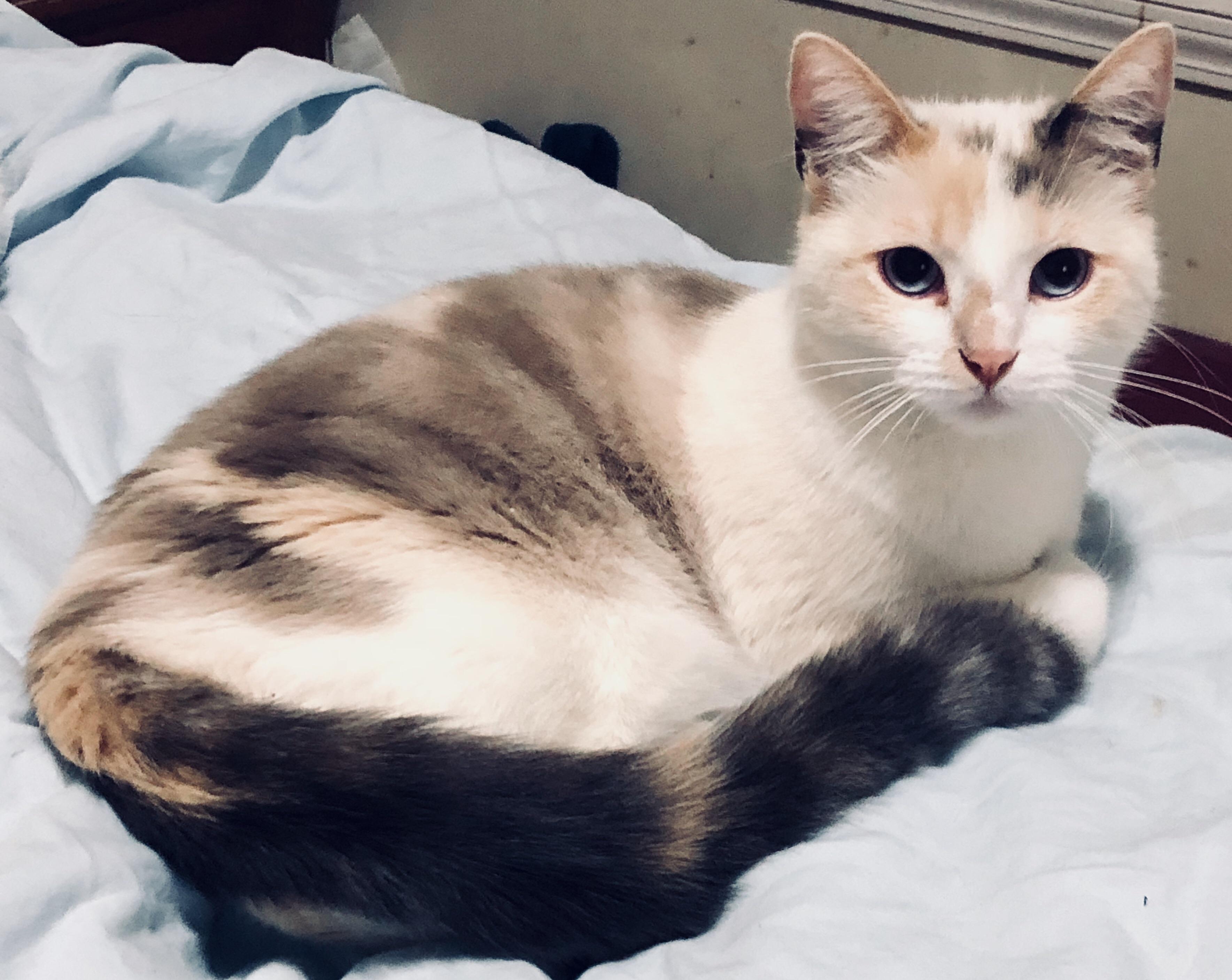 My snowshoe girl Keo. Definitely the prettiest cat I’ve had... r/cats