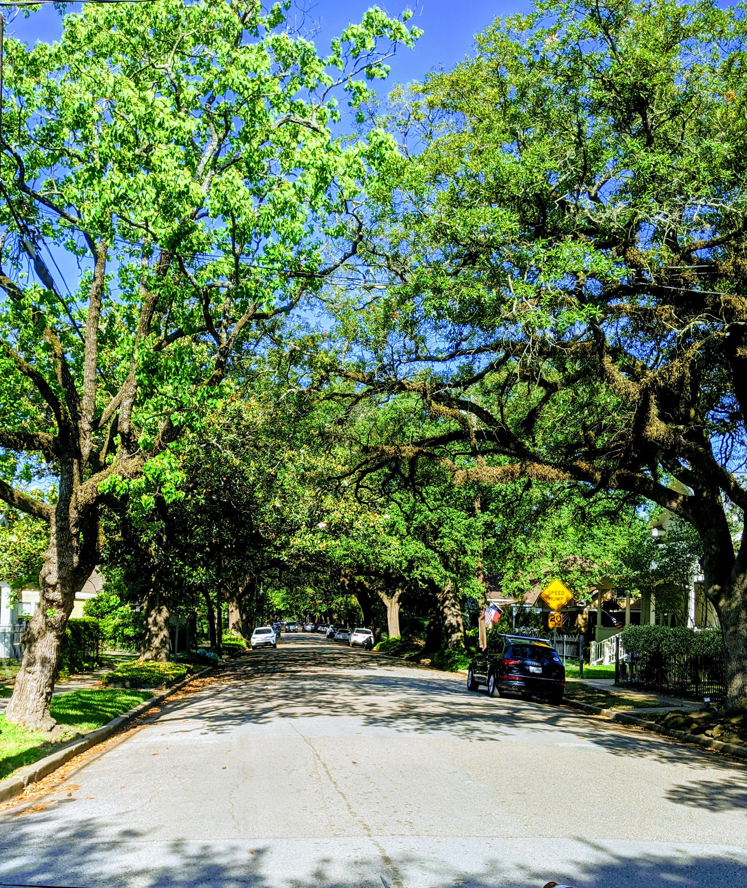 The Woodland Heights being crazy beautiful in spring. r/houston