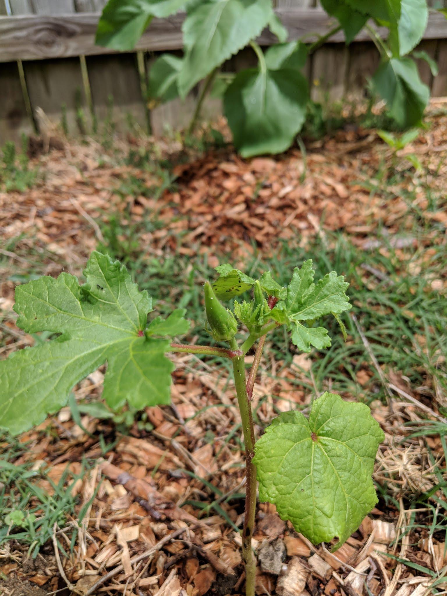 Okra Flowering not even 12 inches tall. Should I pick the flower