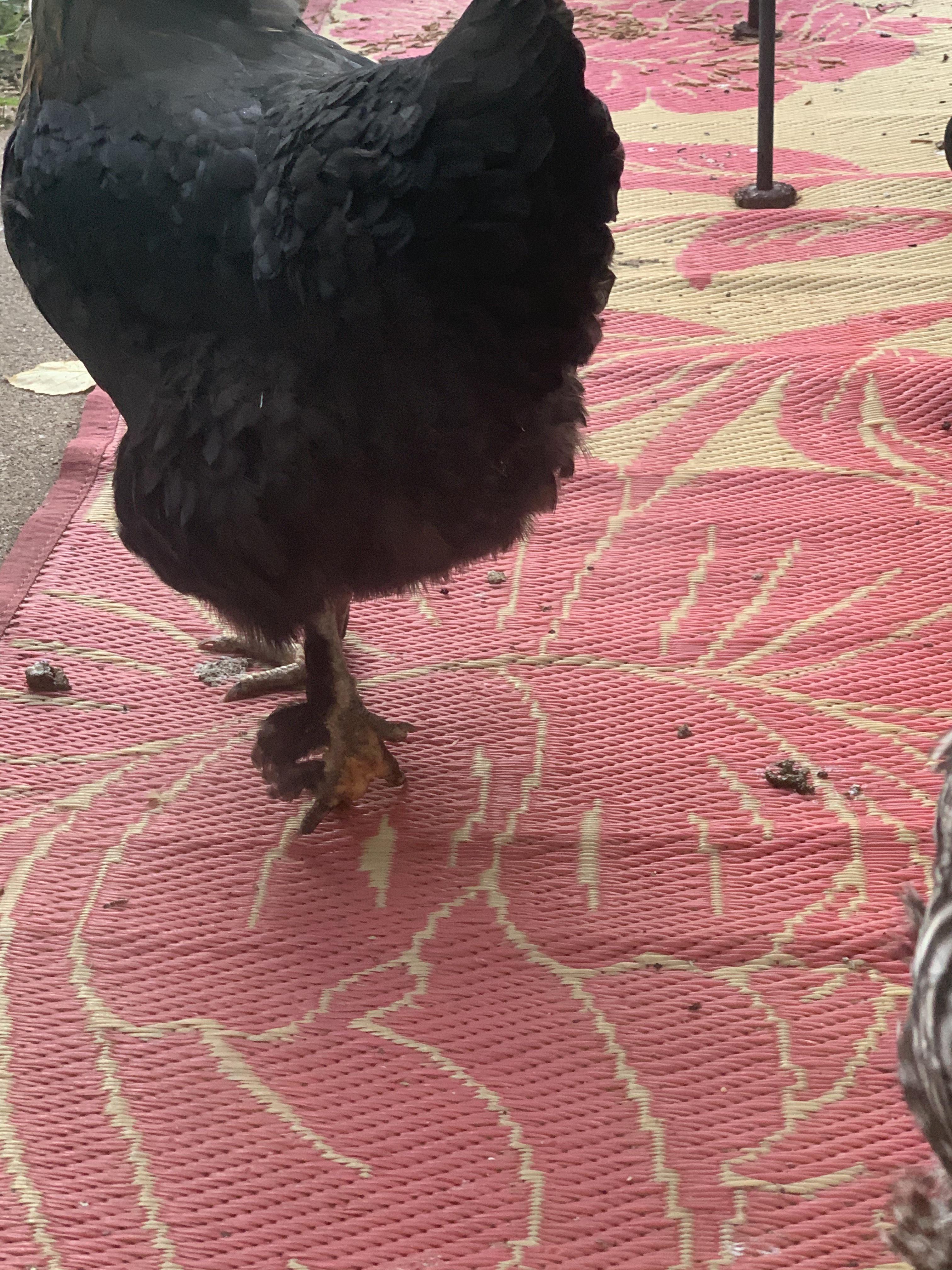 Ah, Chicken Feathers — on her feet! (See comments) r/BackYardChickens
