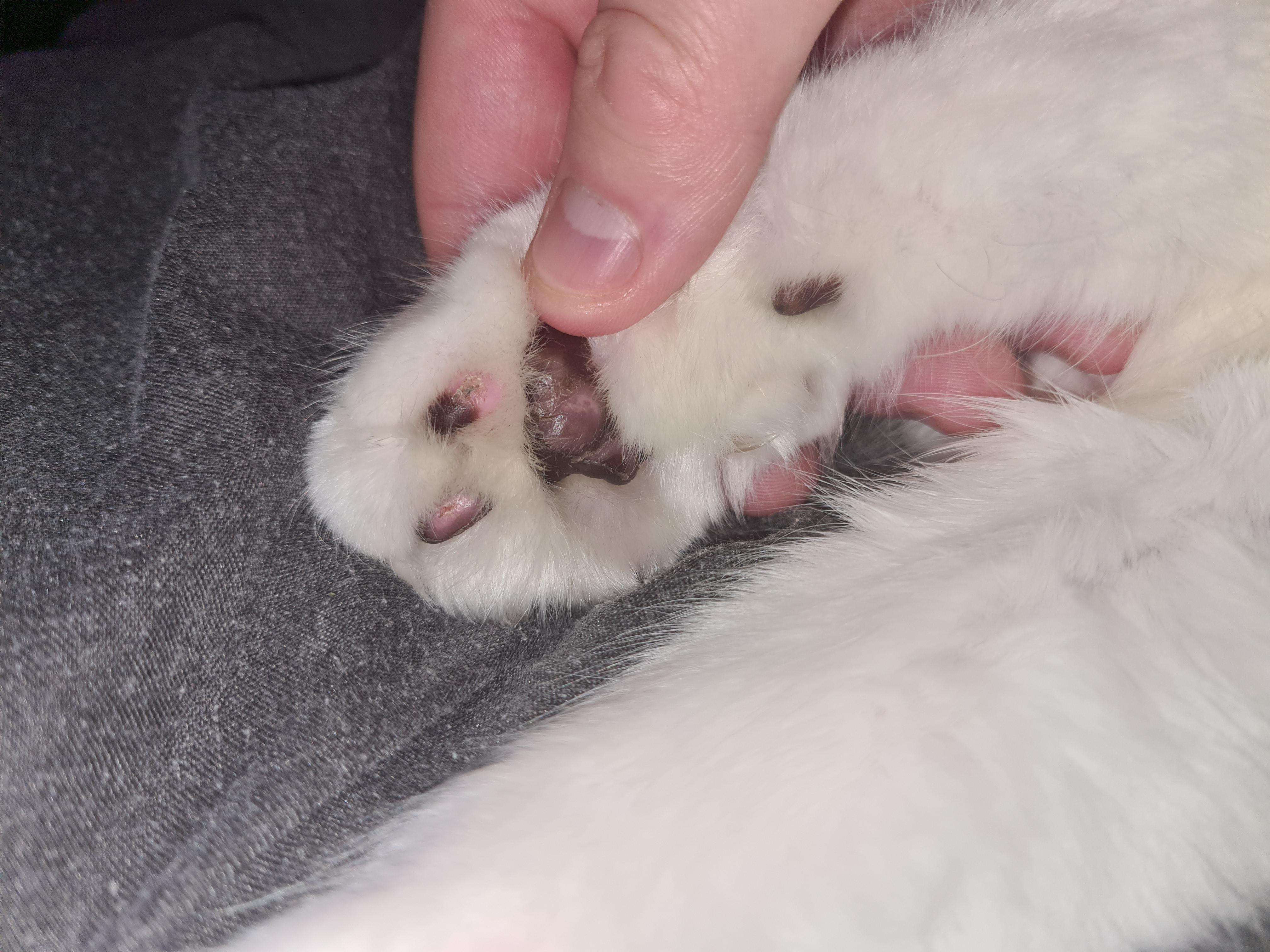 Cat burnt paws r/vet