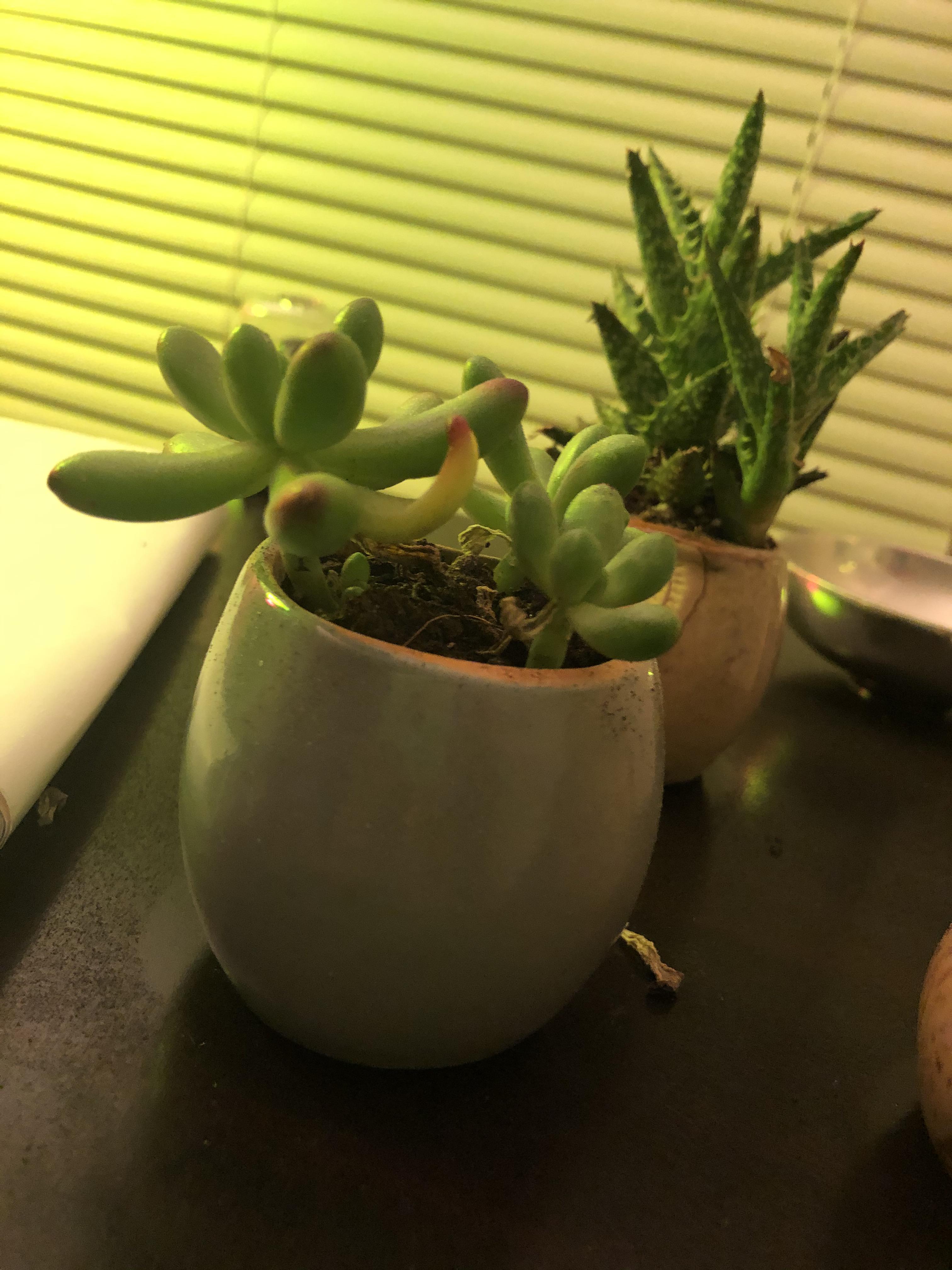What’s happening to my poor succulent c I have it under a