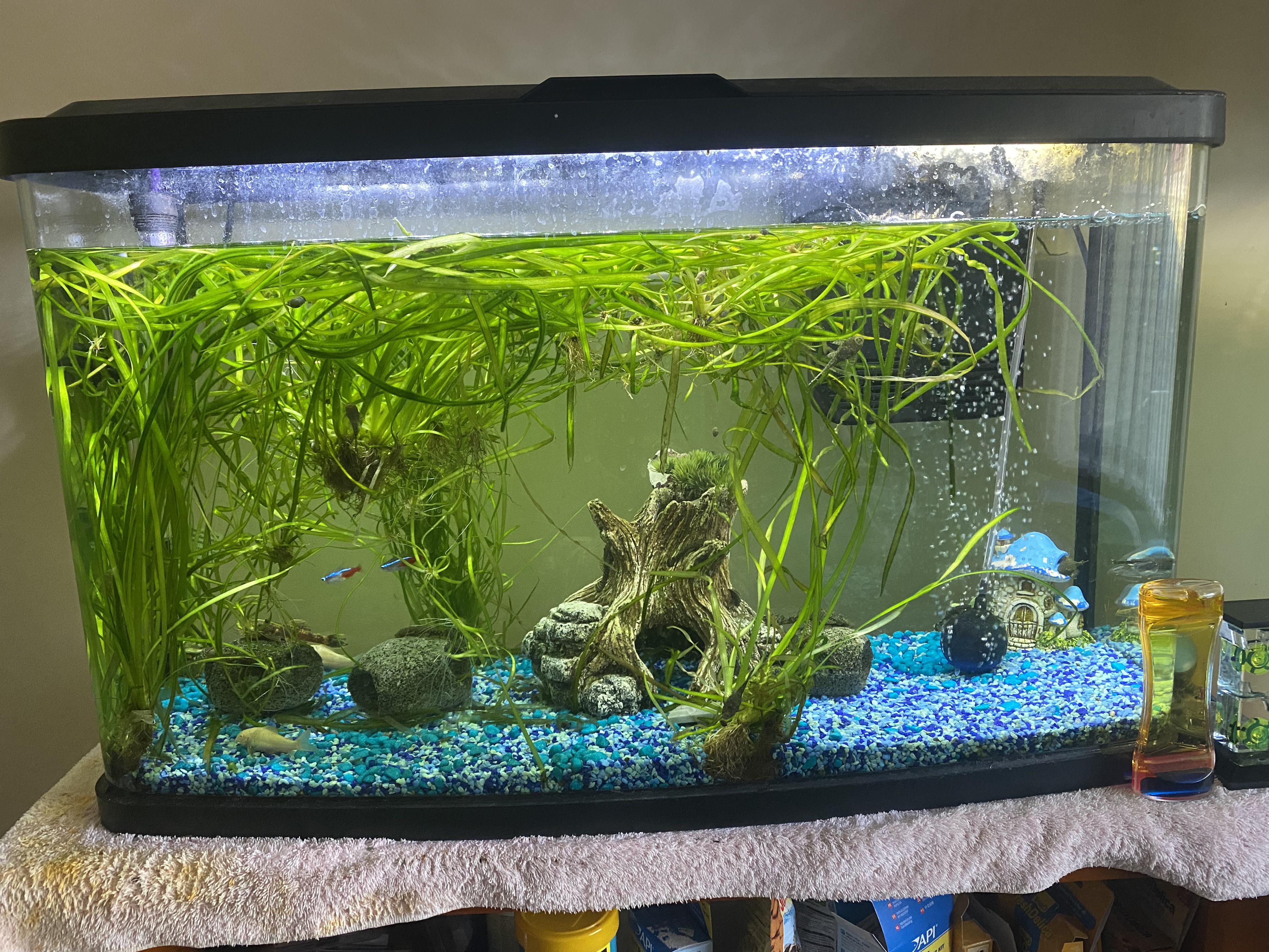 This is my tank.. some of the fish like to nimble on the roots and the