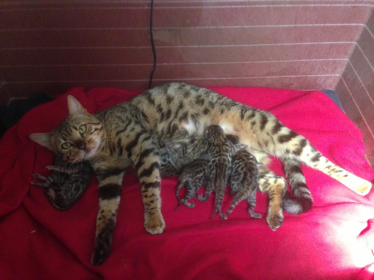 Having Bengal babies is always amazing and 😻 ️ The