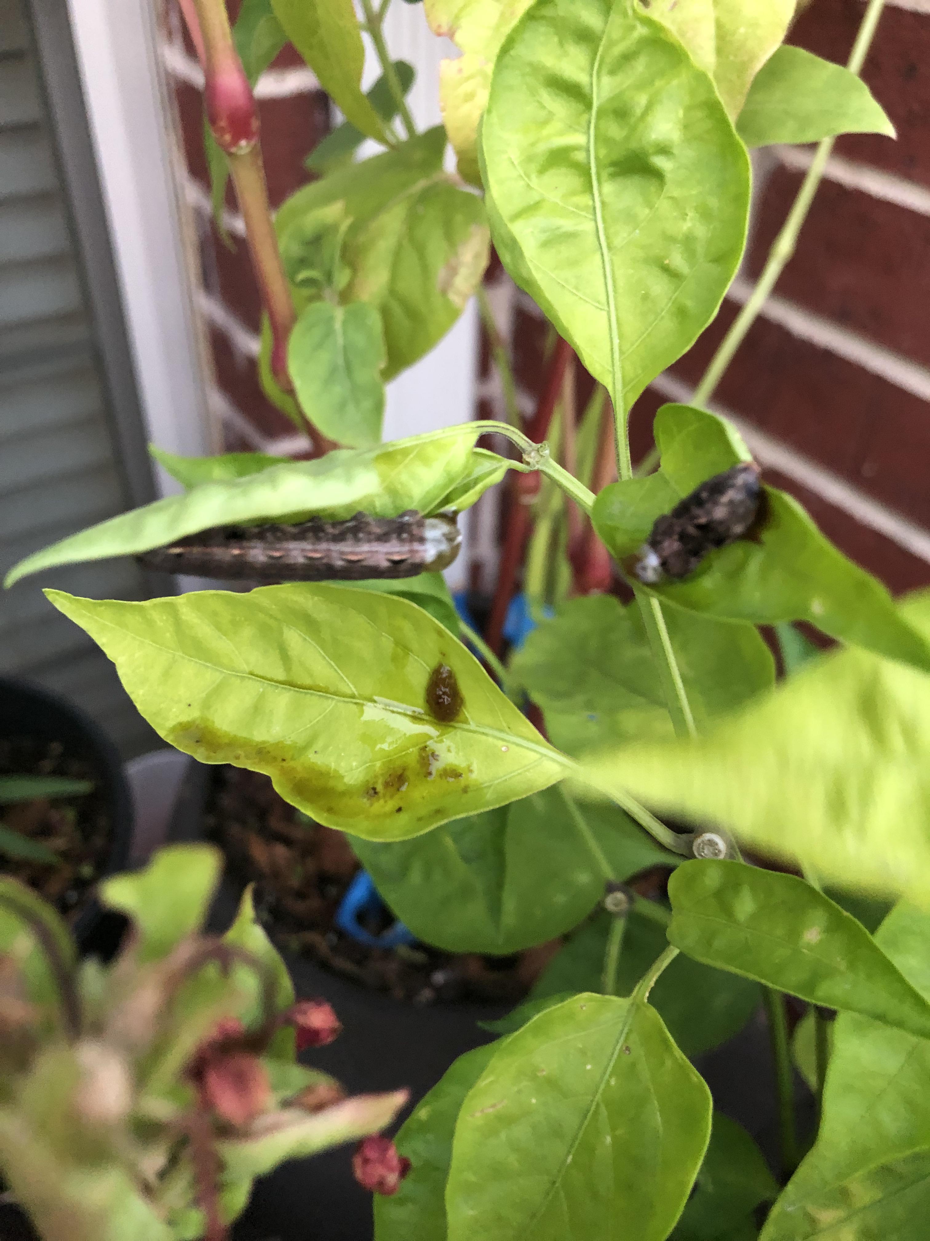 Slug was eating my peppers so I cut it in half r/gardening