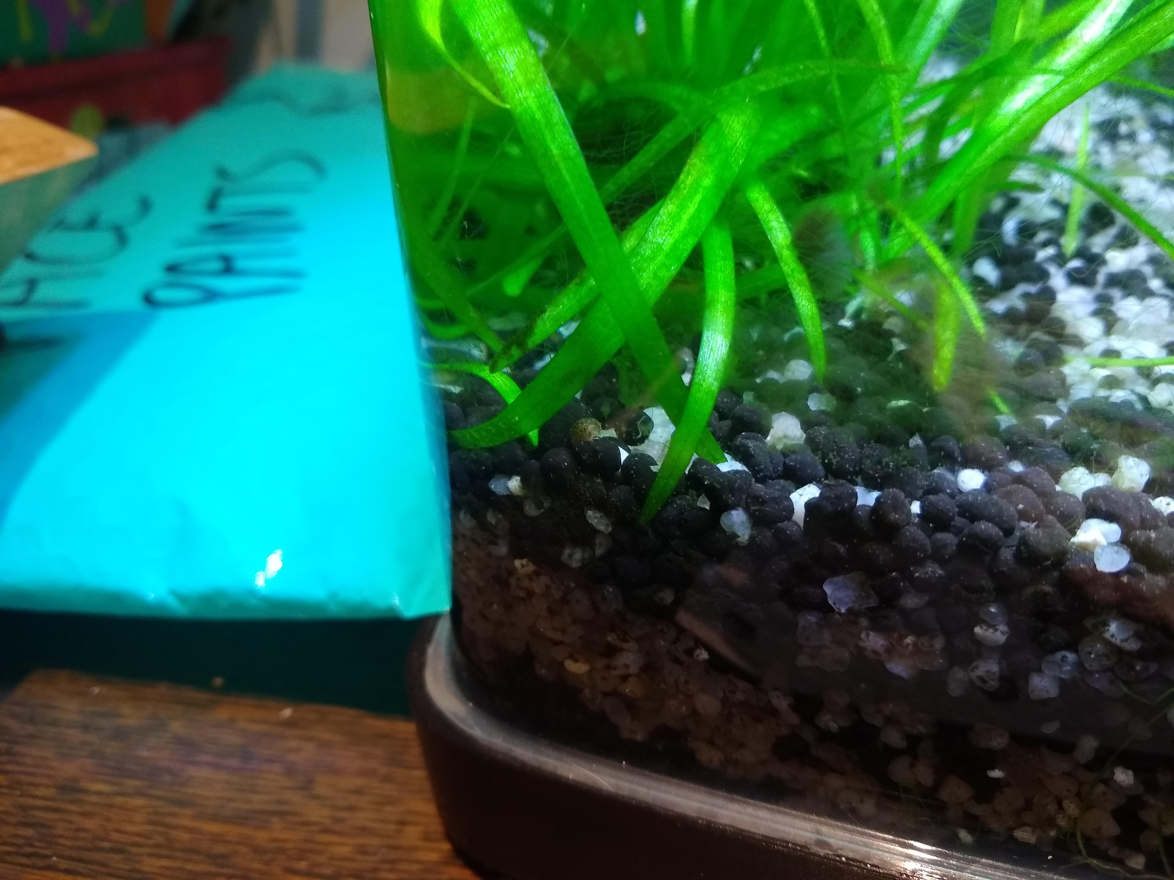 Baby snail! r/Aquariums