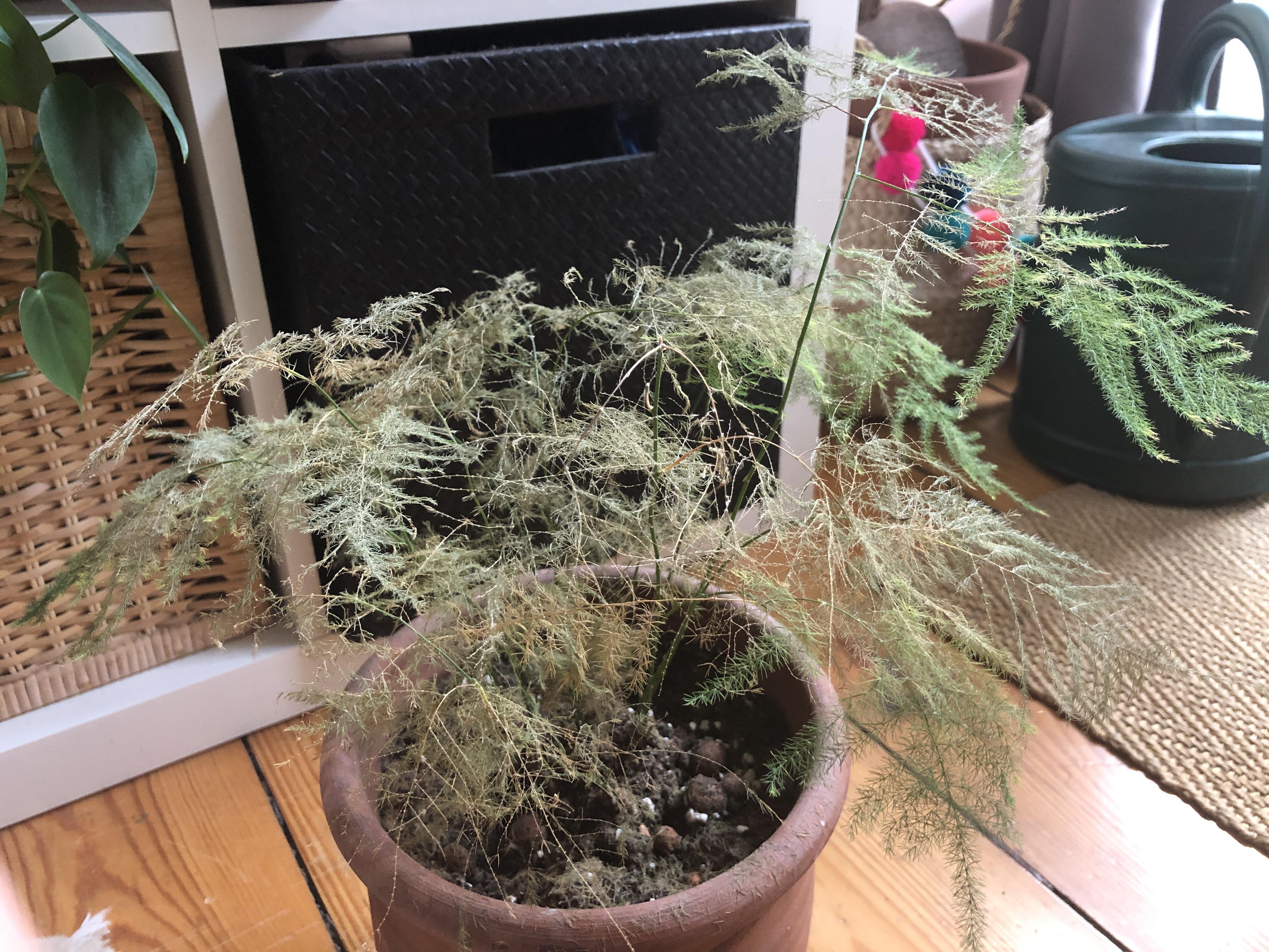 Asparagus fern No direct sunlight, not placed on a very bright spot