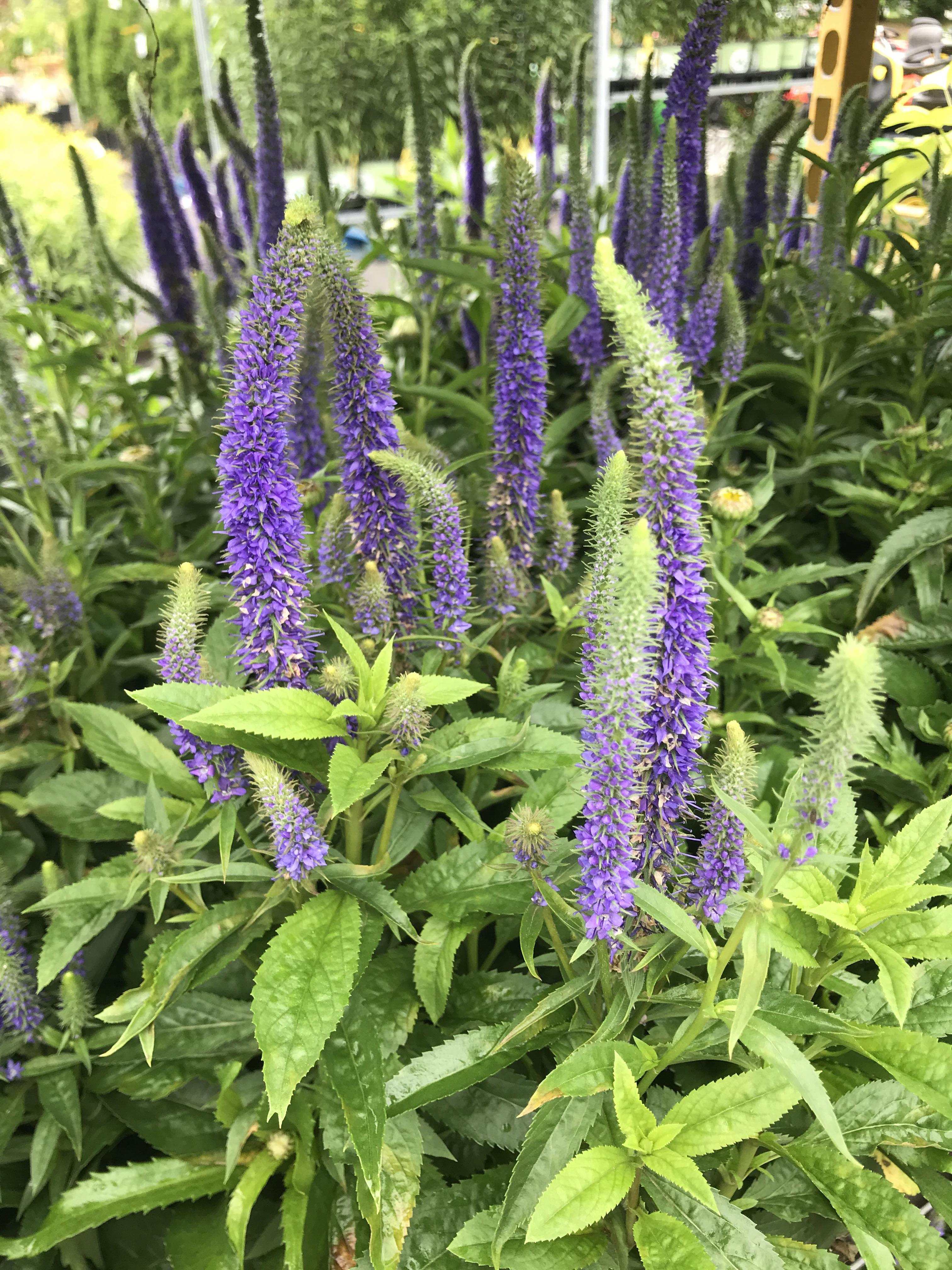 Hummingbird Sage? reddeadredemption2