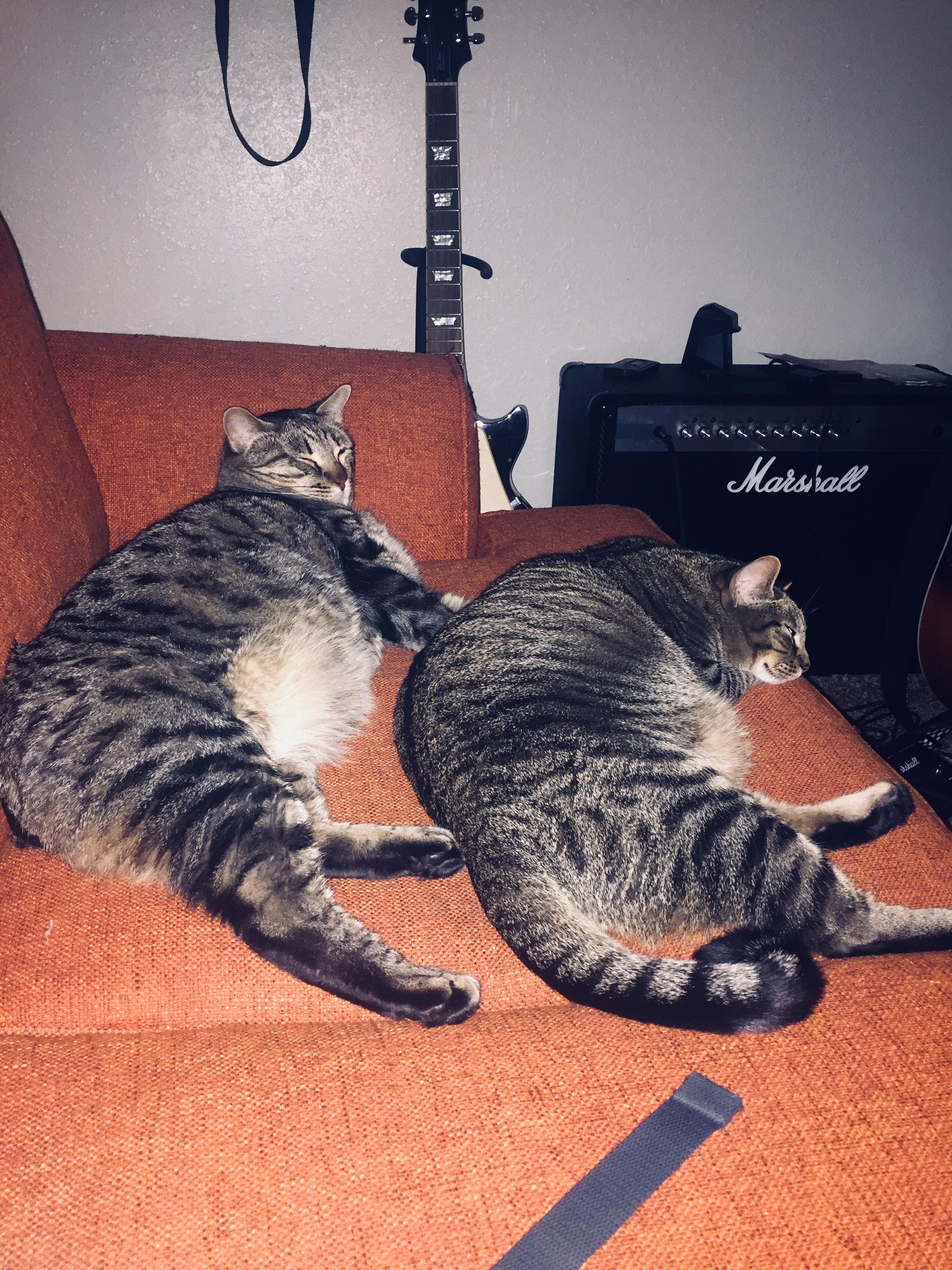 Two fat cats or too fat cats..? r/aww