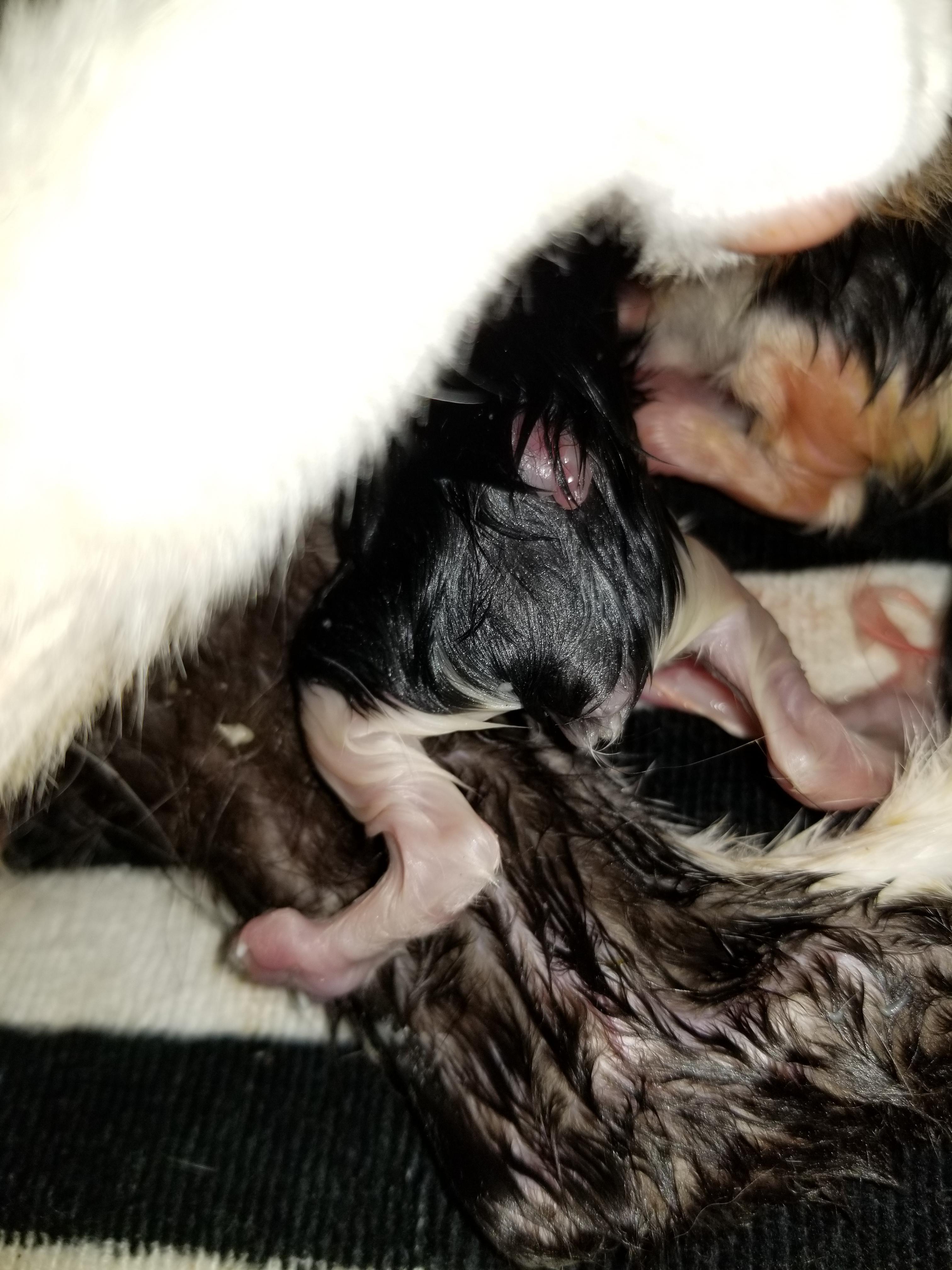 Kitten born without tail, has mysterious growth on back. Also runt of