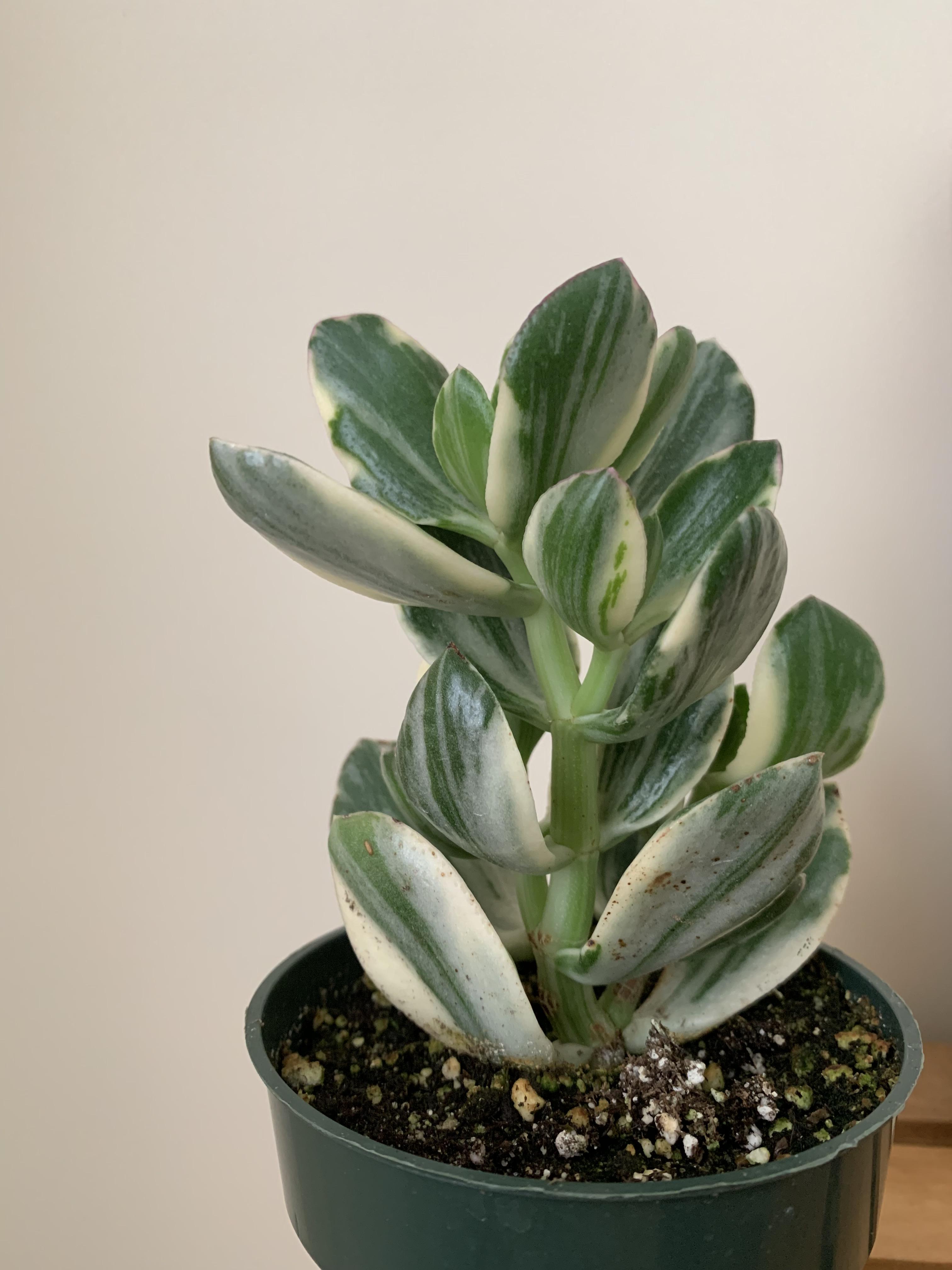 Variegated jade! This is my first jade plant, and when I saw the variegated one at my local