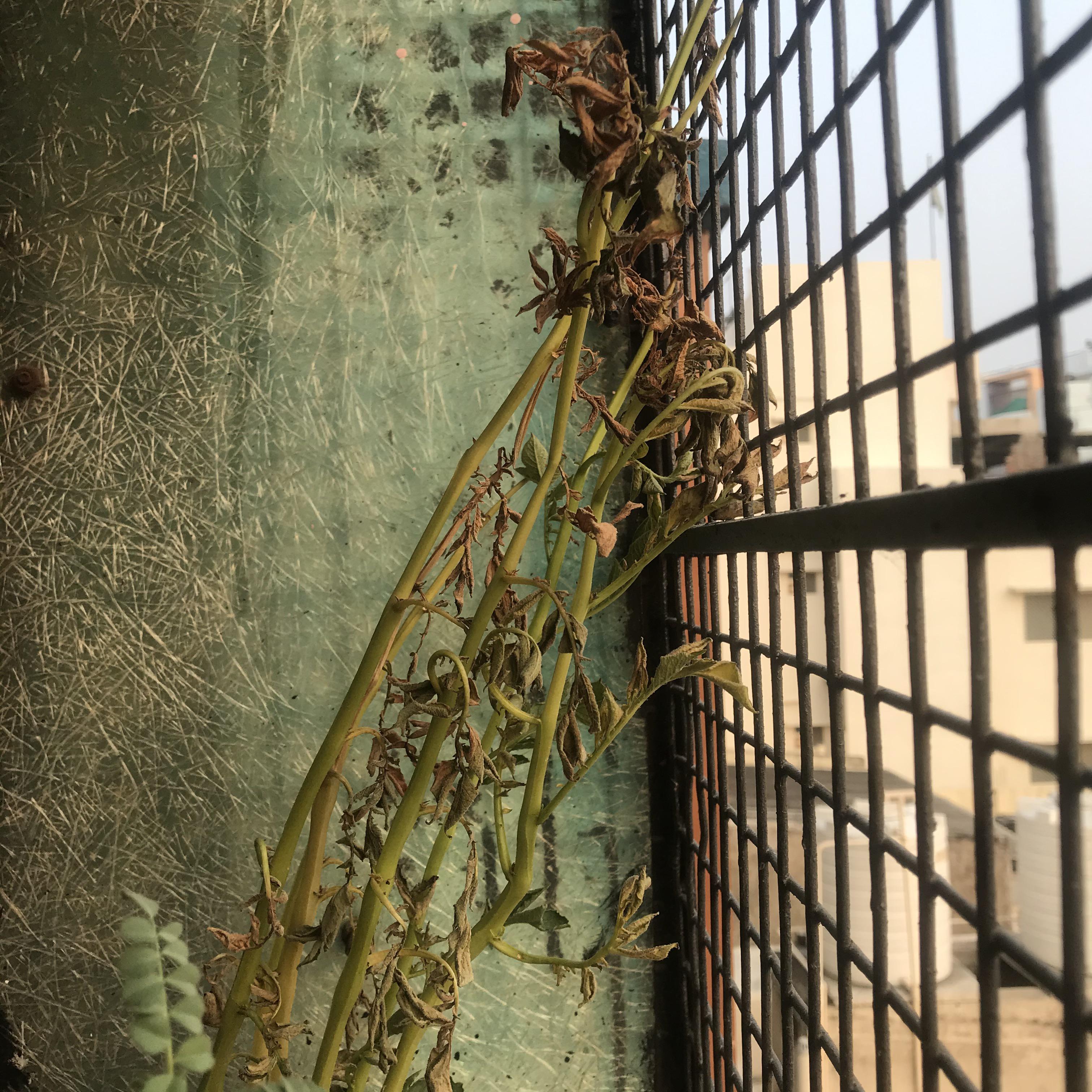 Why is my potato plant dying? r/plantclinic