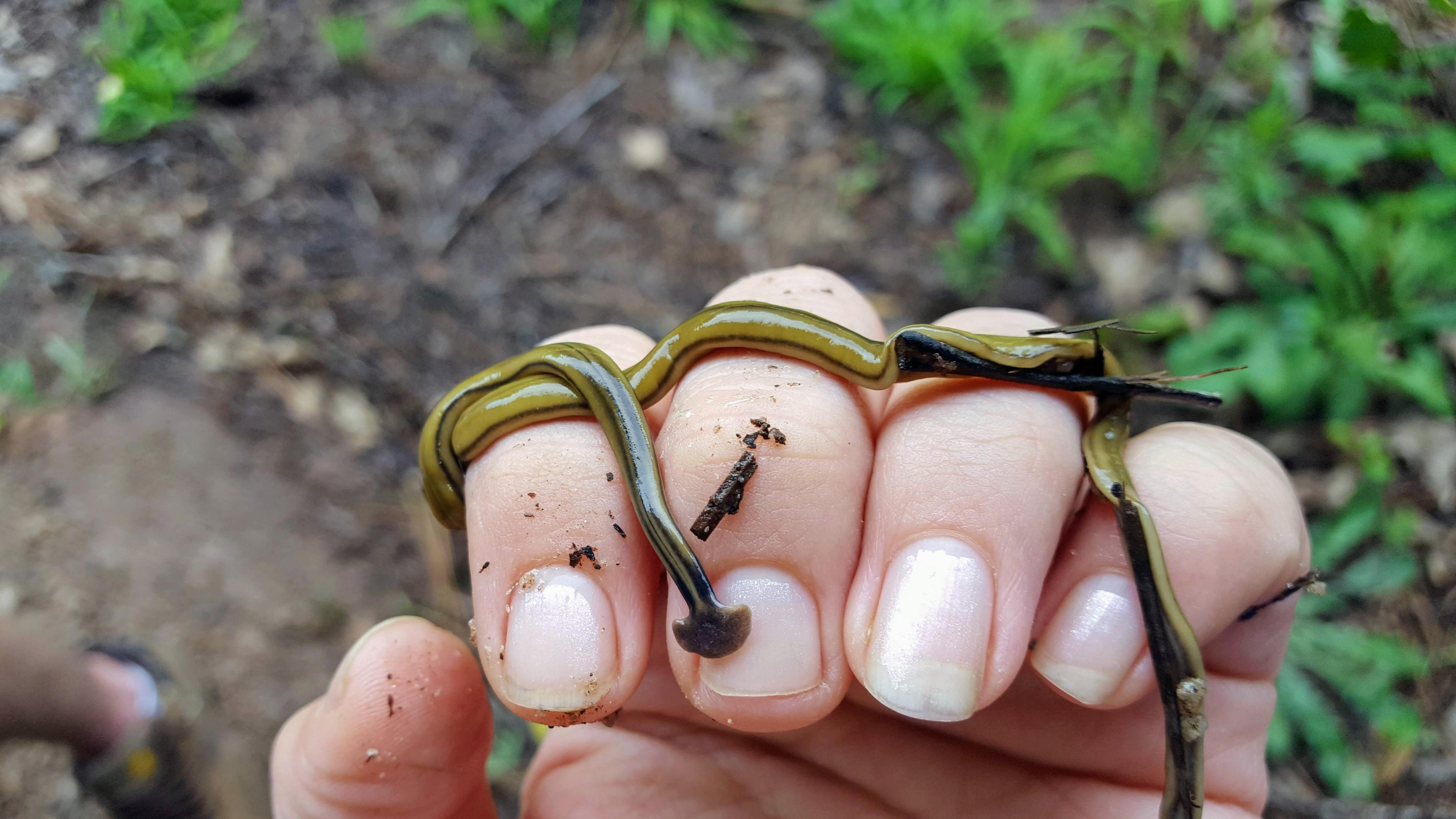 Hammerhead flatworm? r/whatsthisbug