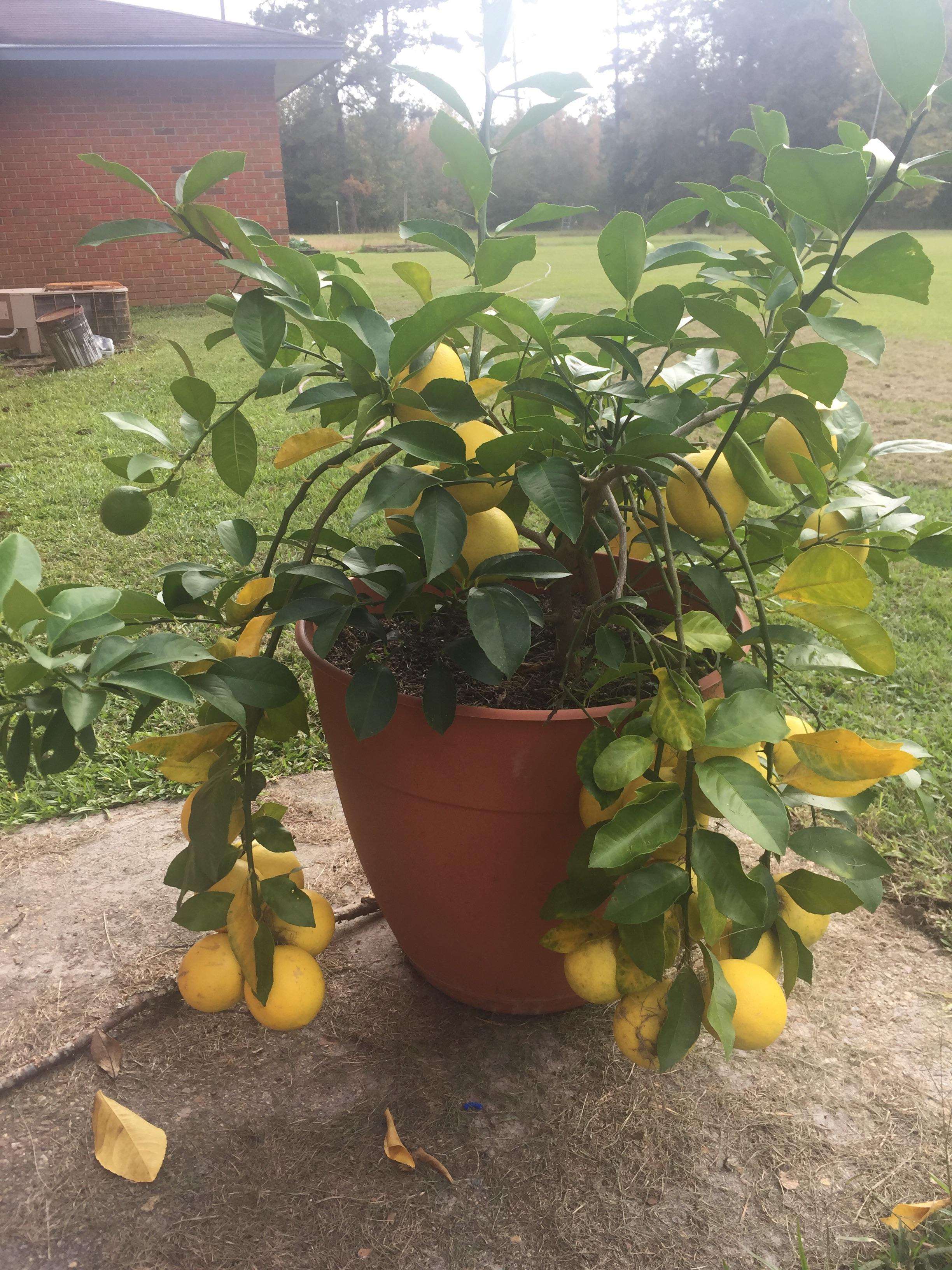 Year 2 Lemon Tree. Cloned from a much larger tree marijuanaenthusiasts