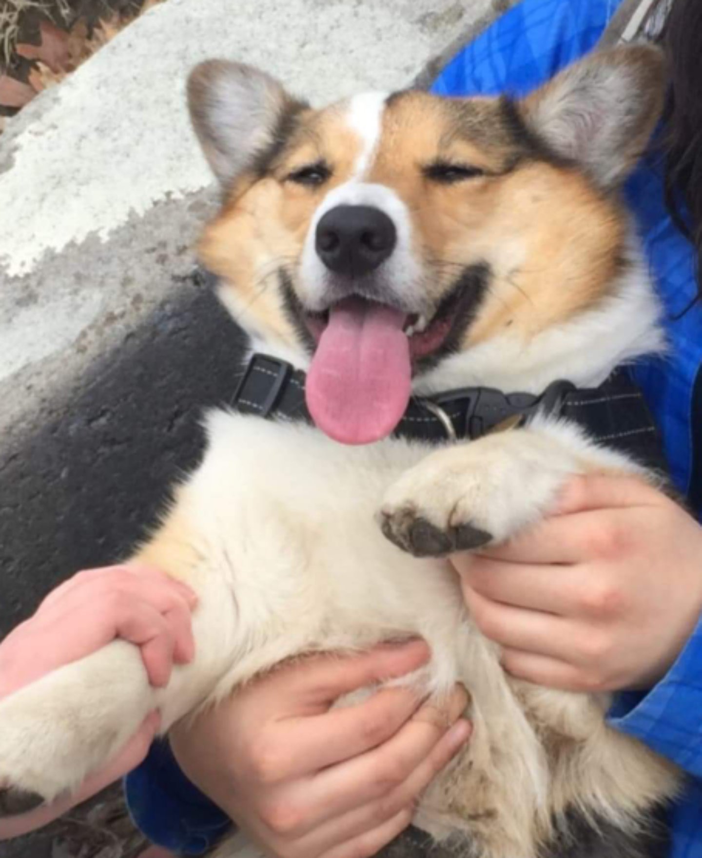 After a full day of zoomies in the dog park