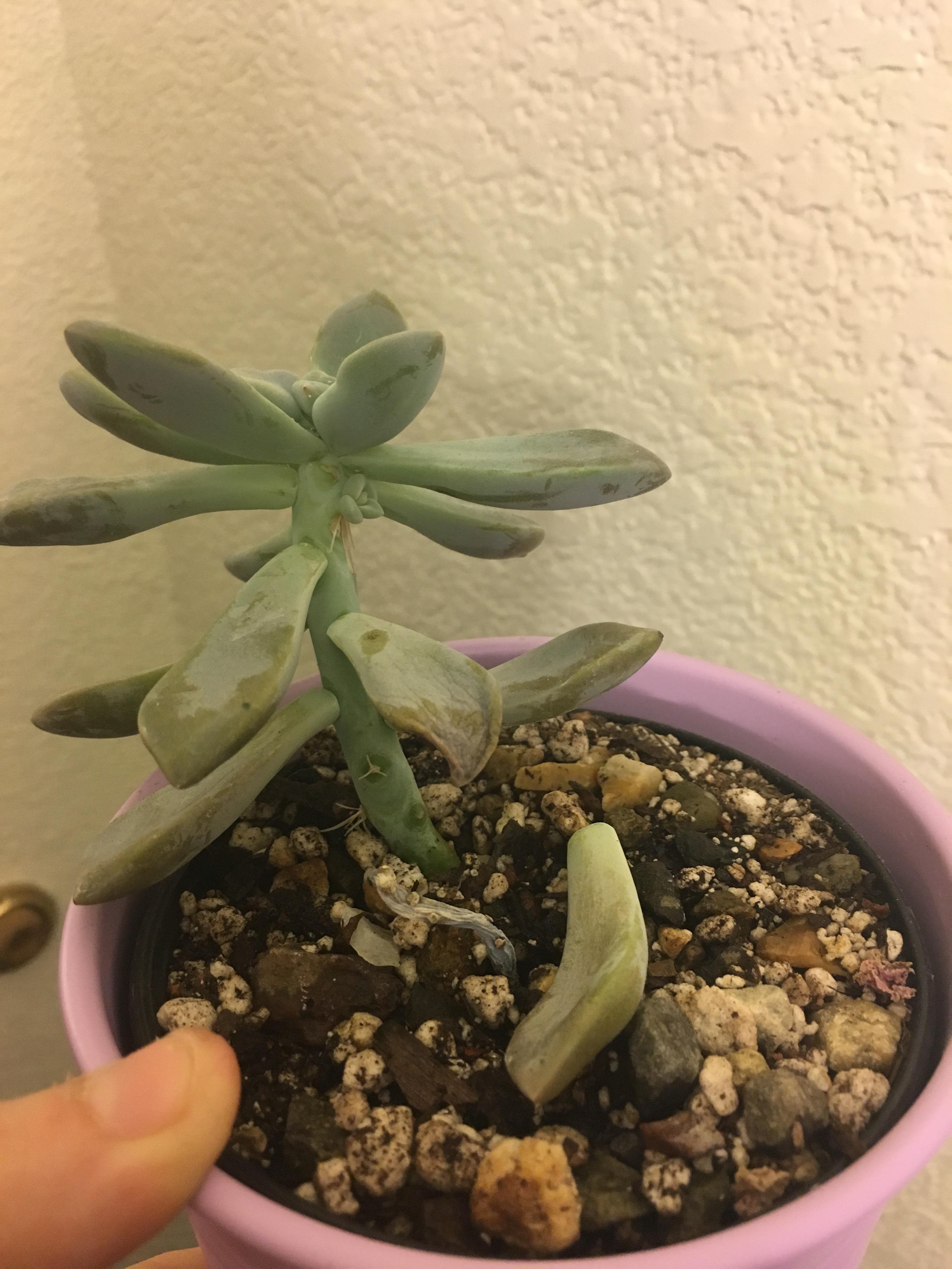 What’s wrong with my ghost plant? r/succulents