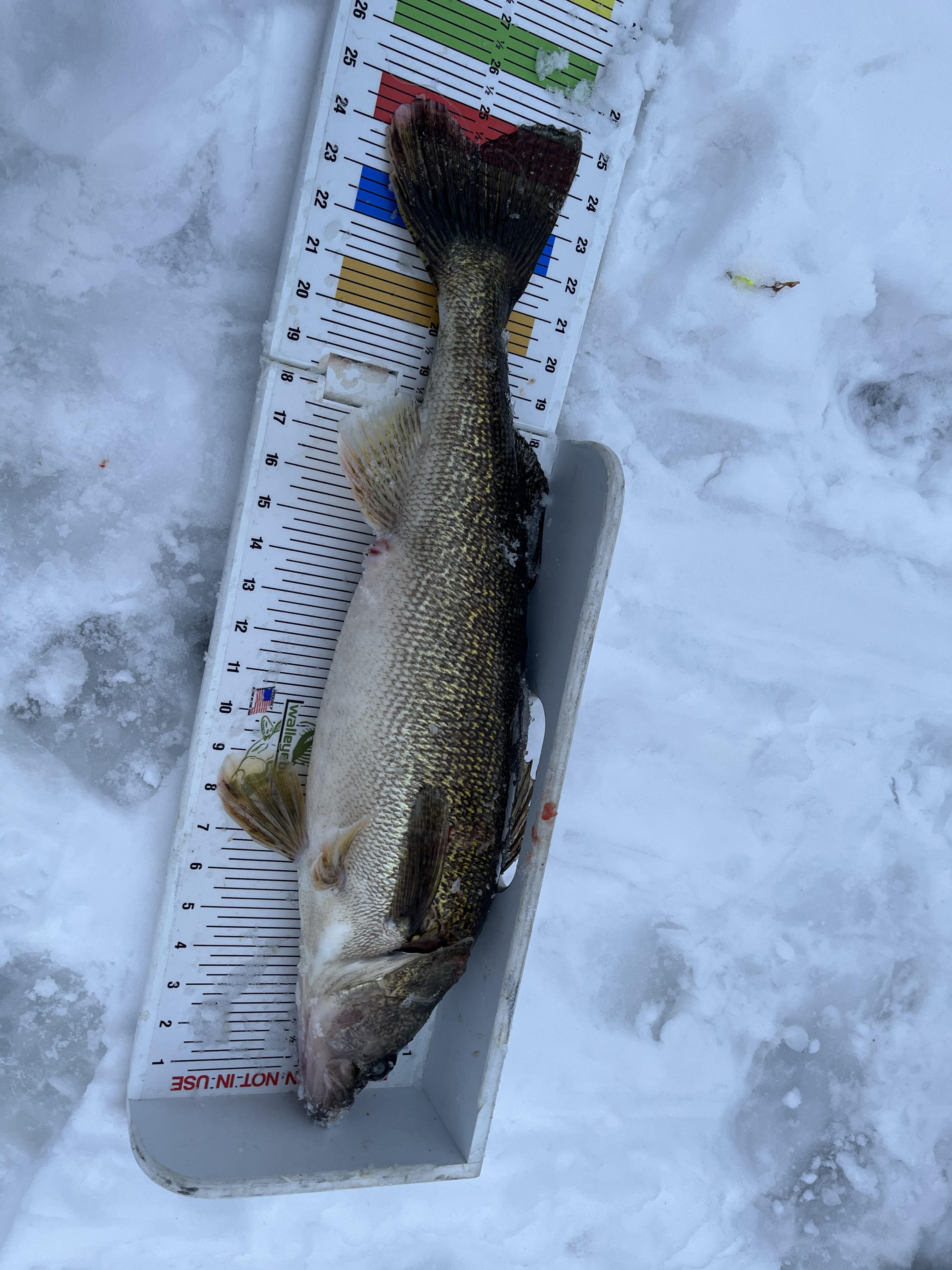 Twin cities walleye grow big r/IceFishing
