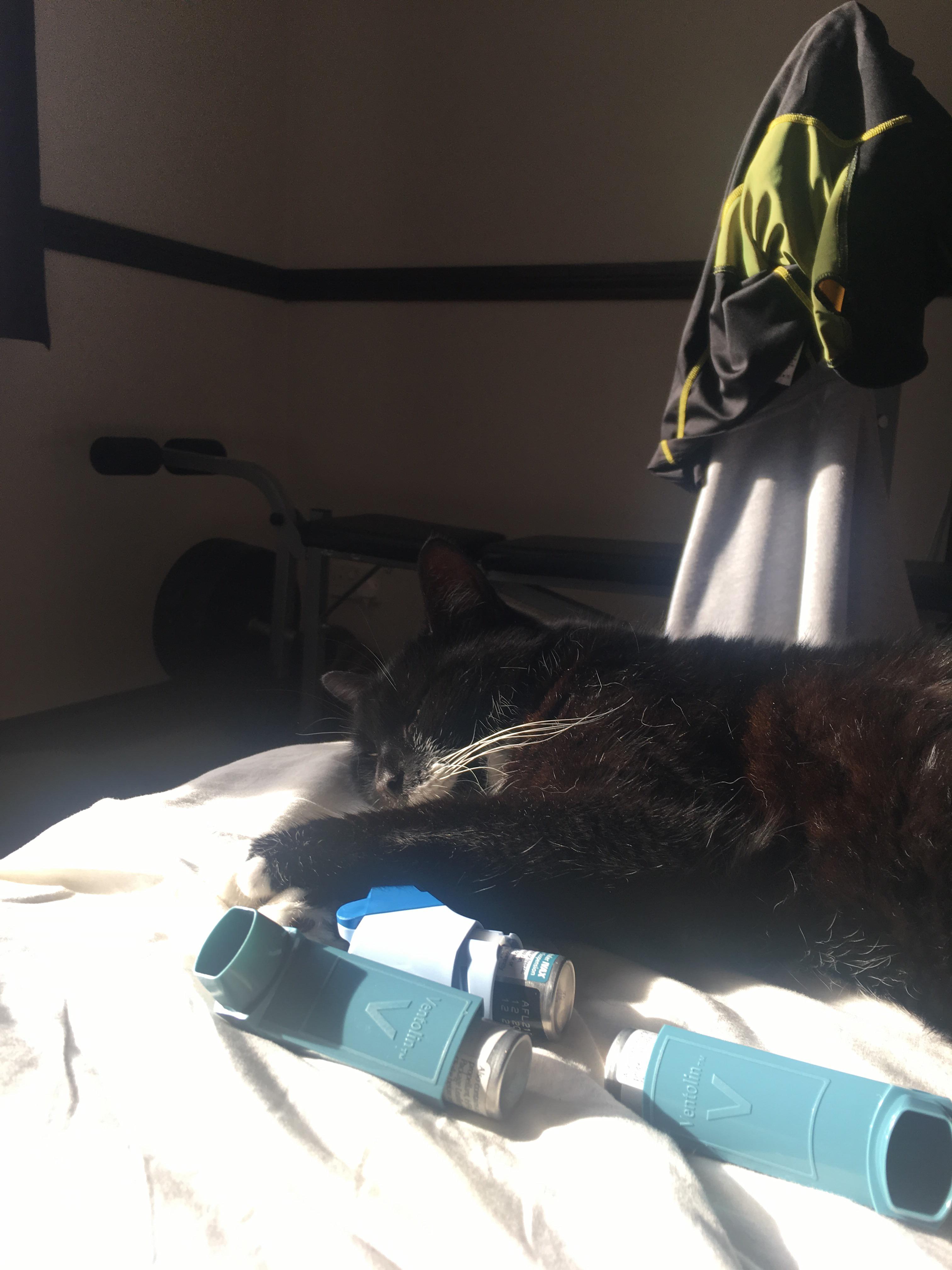 Girlfriends cat stashing the ventolin r/Asthma