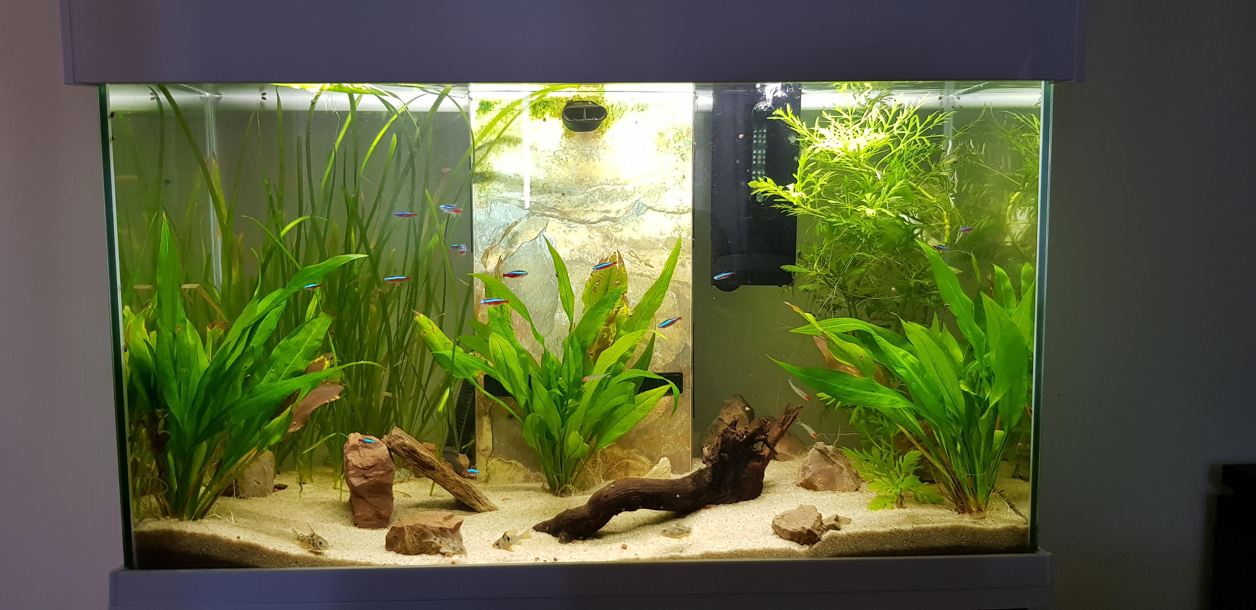 My South American themed tank ) Aquariums