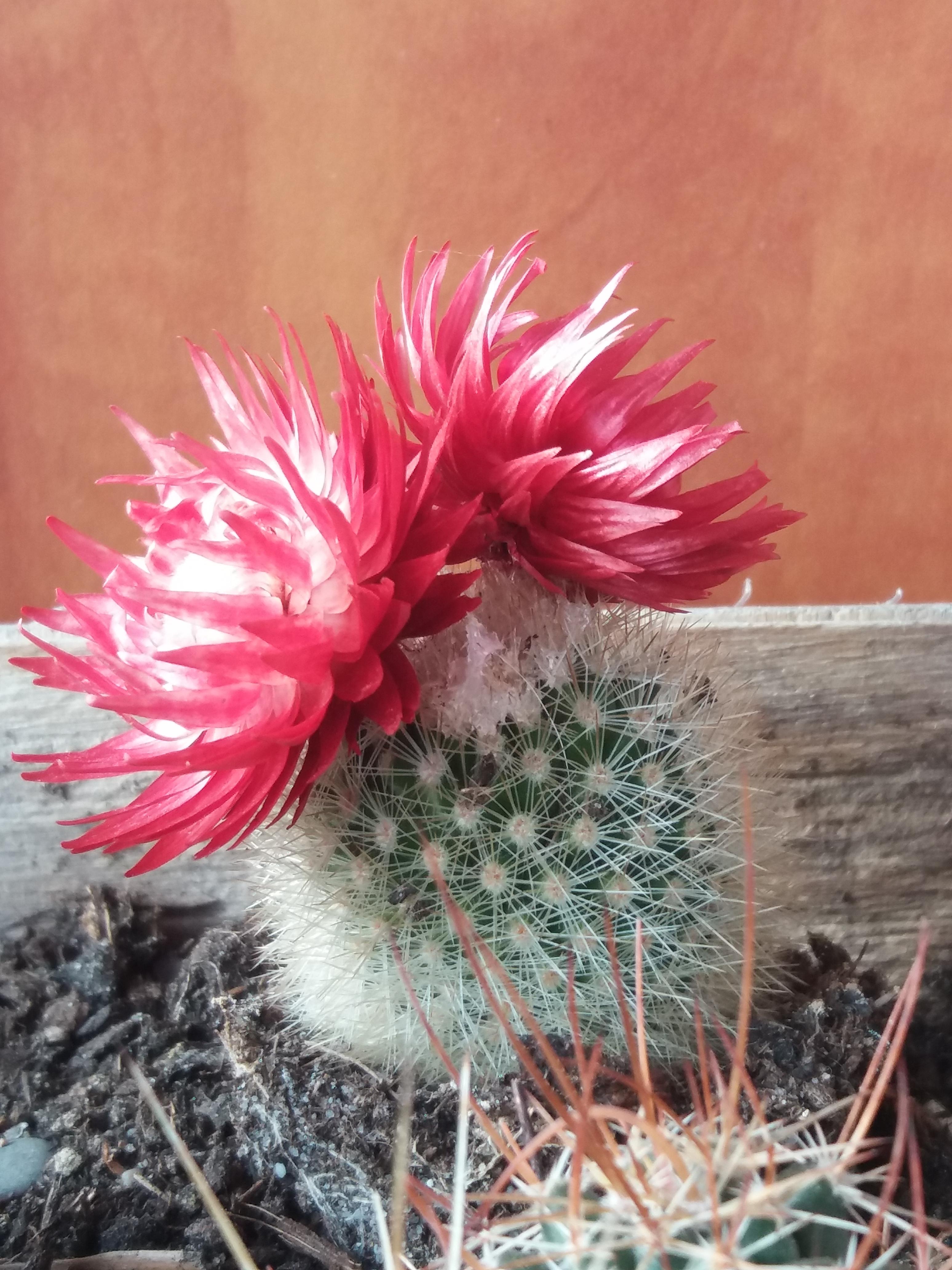 When I bought this cactus it had two closed up flower buds that I