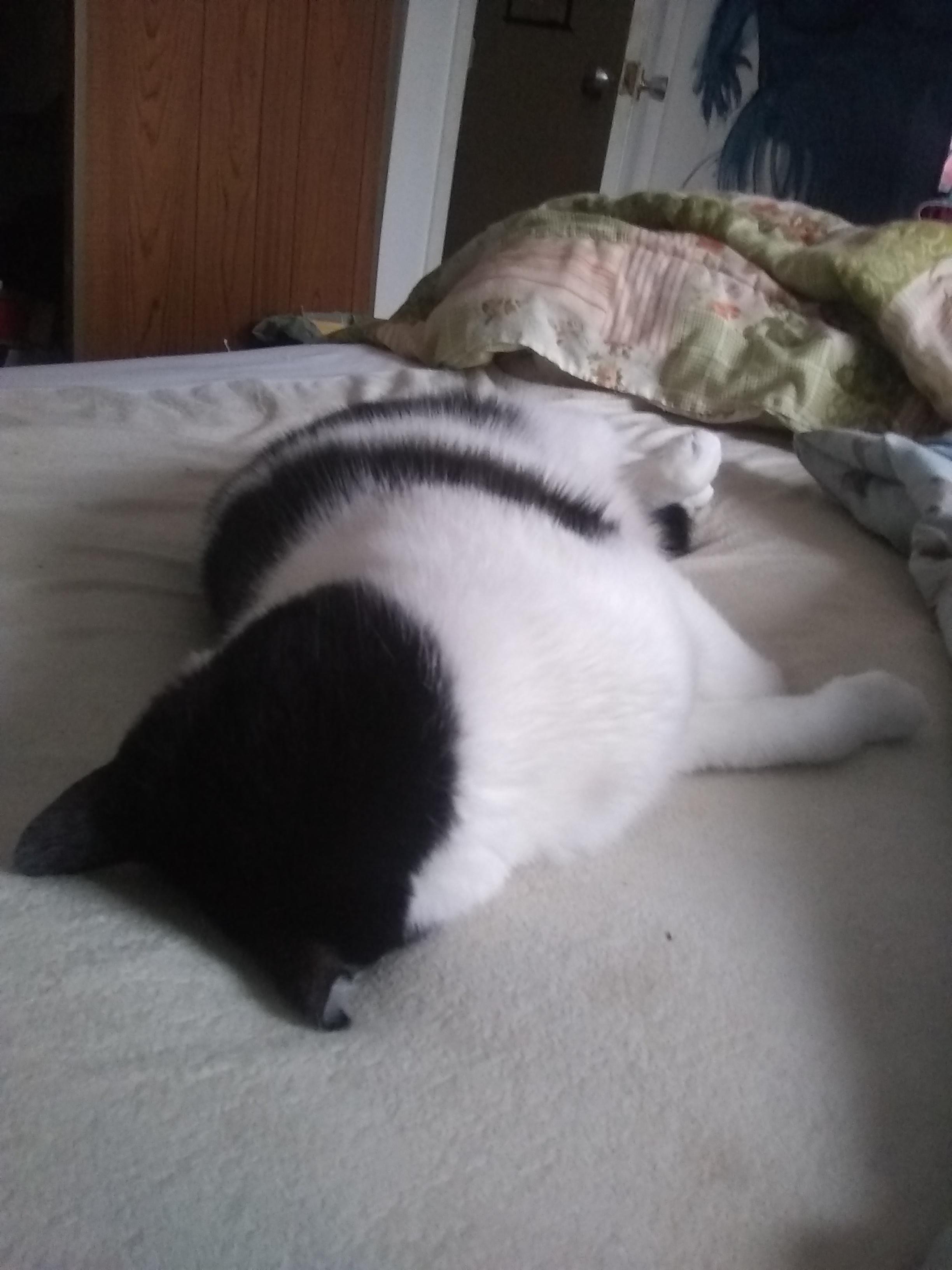 Why is my cat face down on the mattress? Why?? r/WhatsWrongWithYourCat