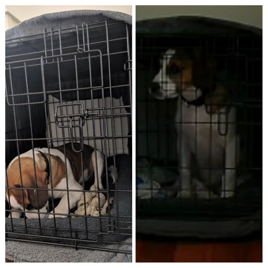 Has he outgrown his crate? Or is this still okay? r/Dogtraining