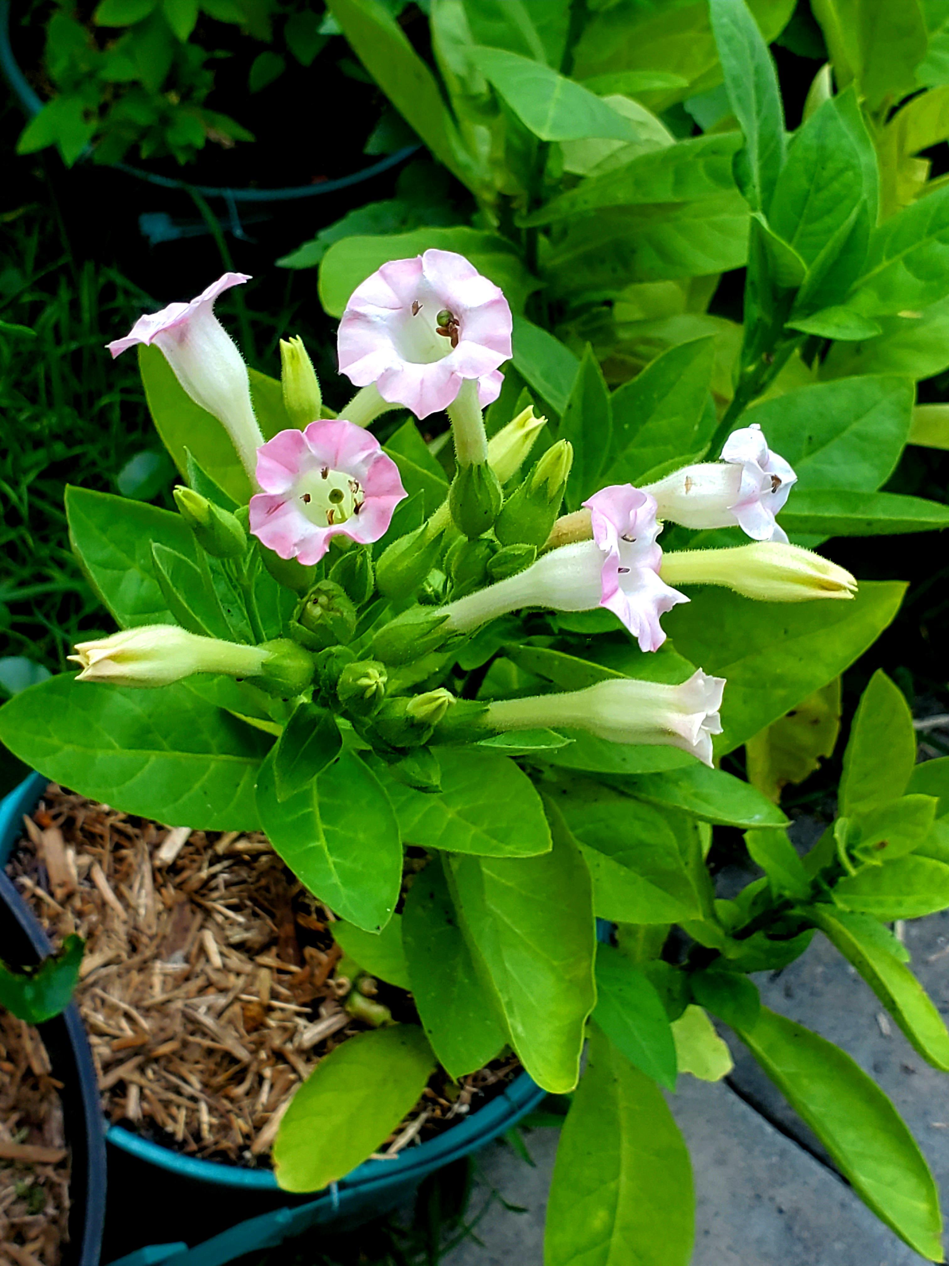 Native tobacco flowers are beautiful r/garden