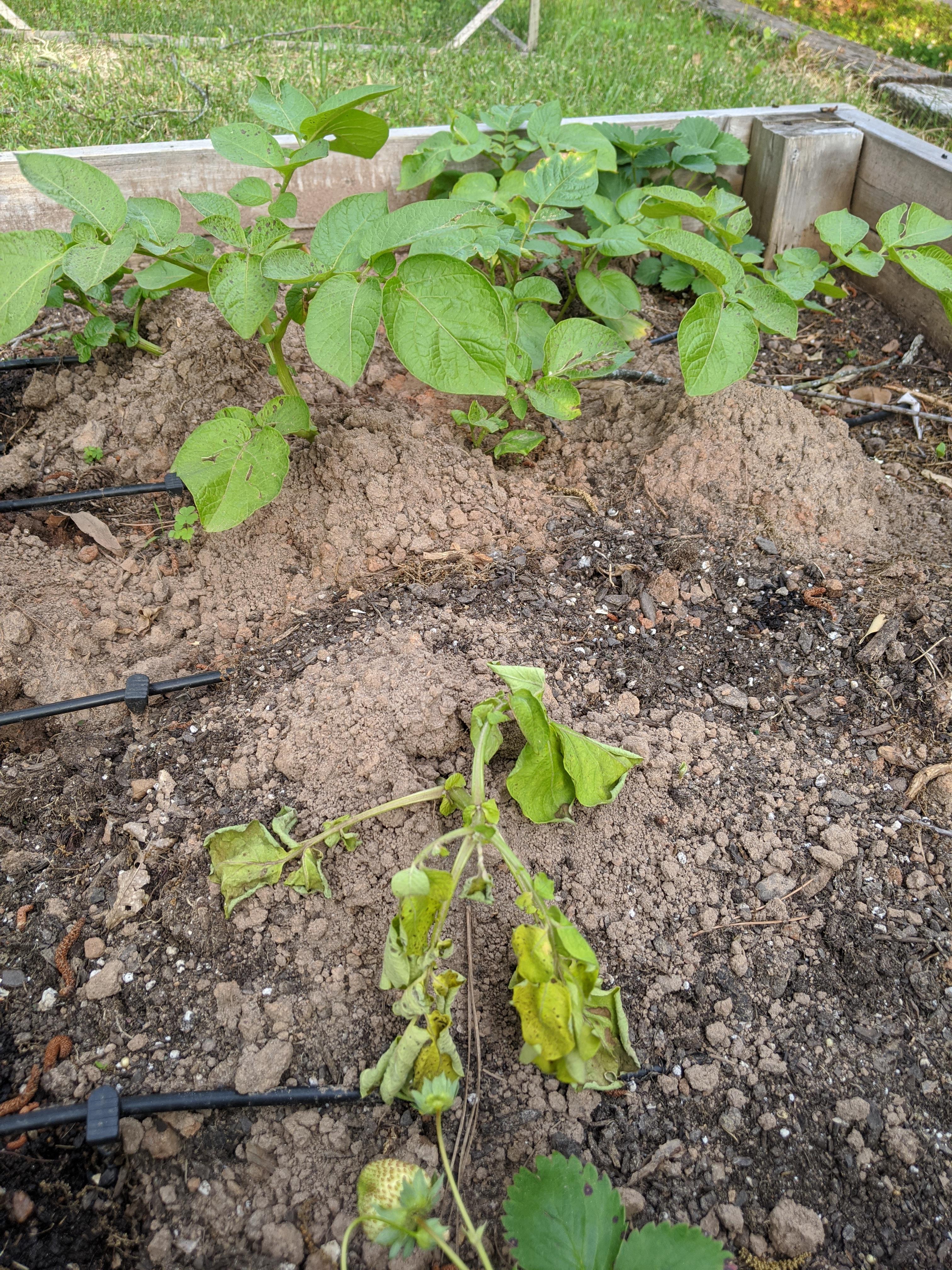 Why is one of my potatoes wilting? Other stalks from the same seed