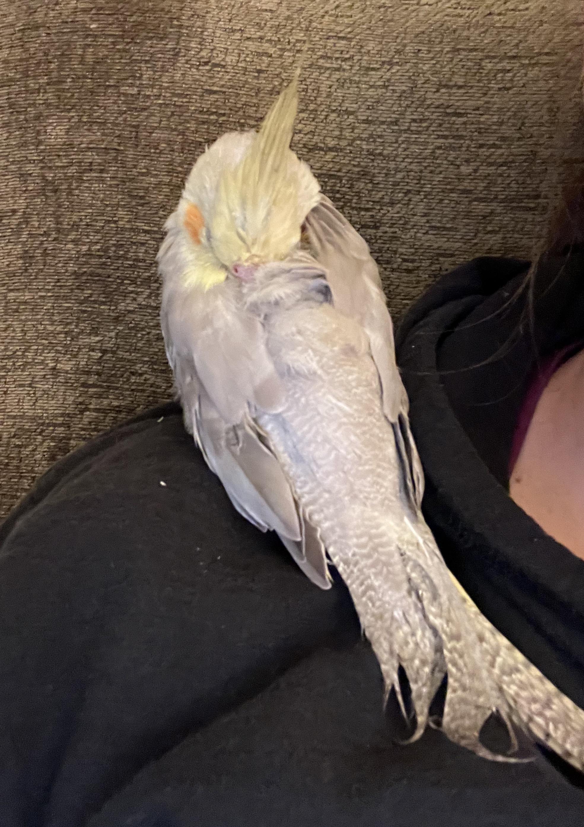 First time owner my bird fell asleep on me like this! Is this normal