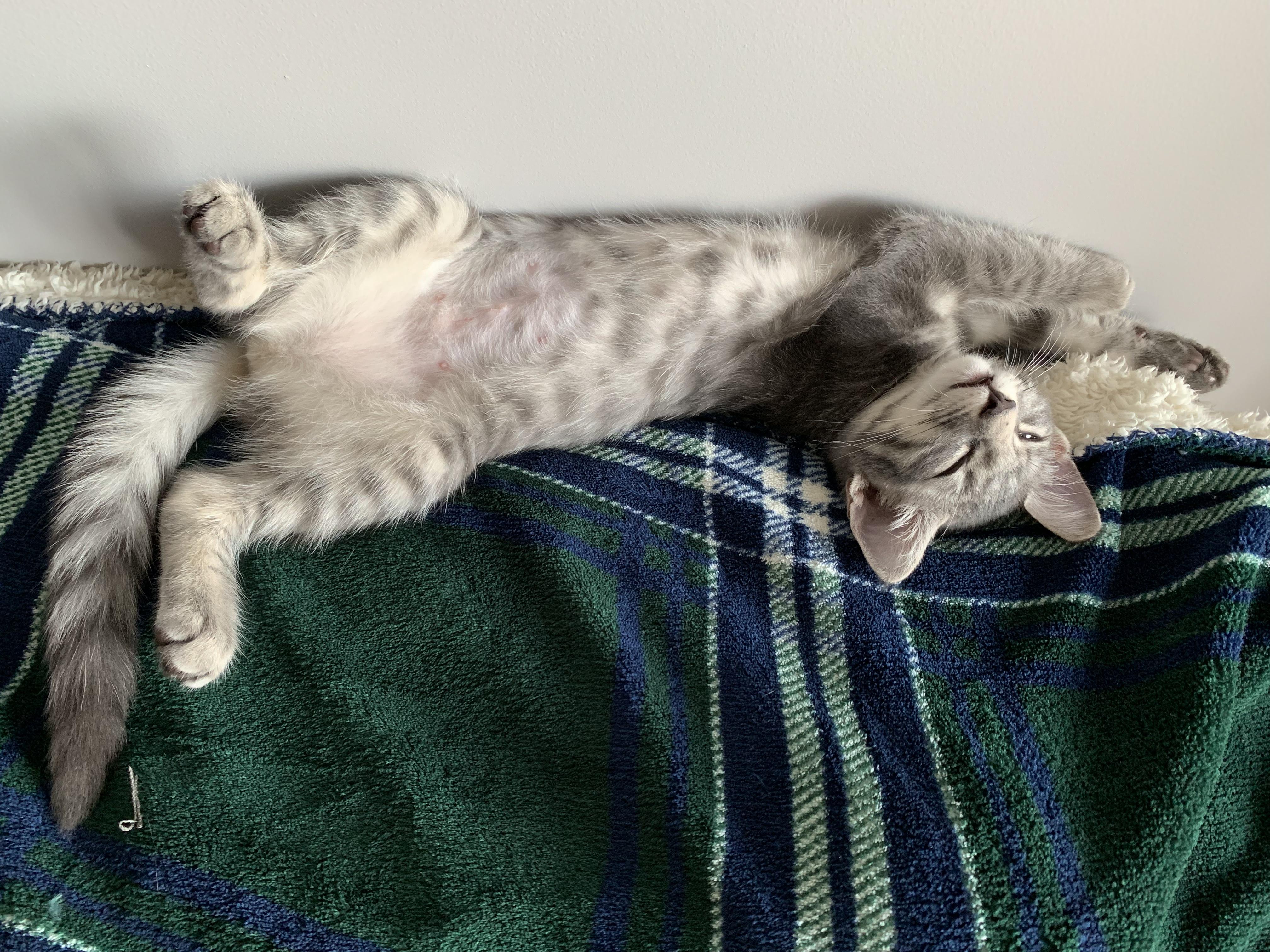 My kitten has taken to sleeping on her back r/aww
