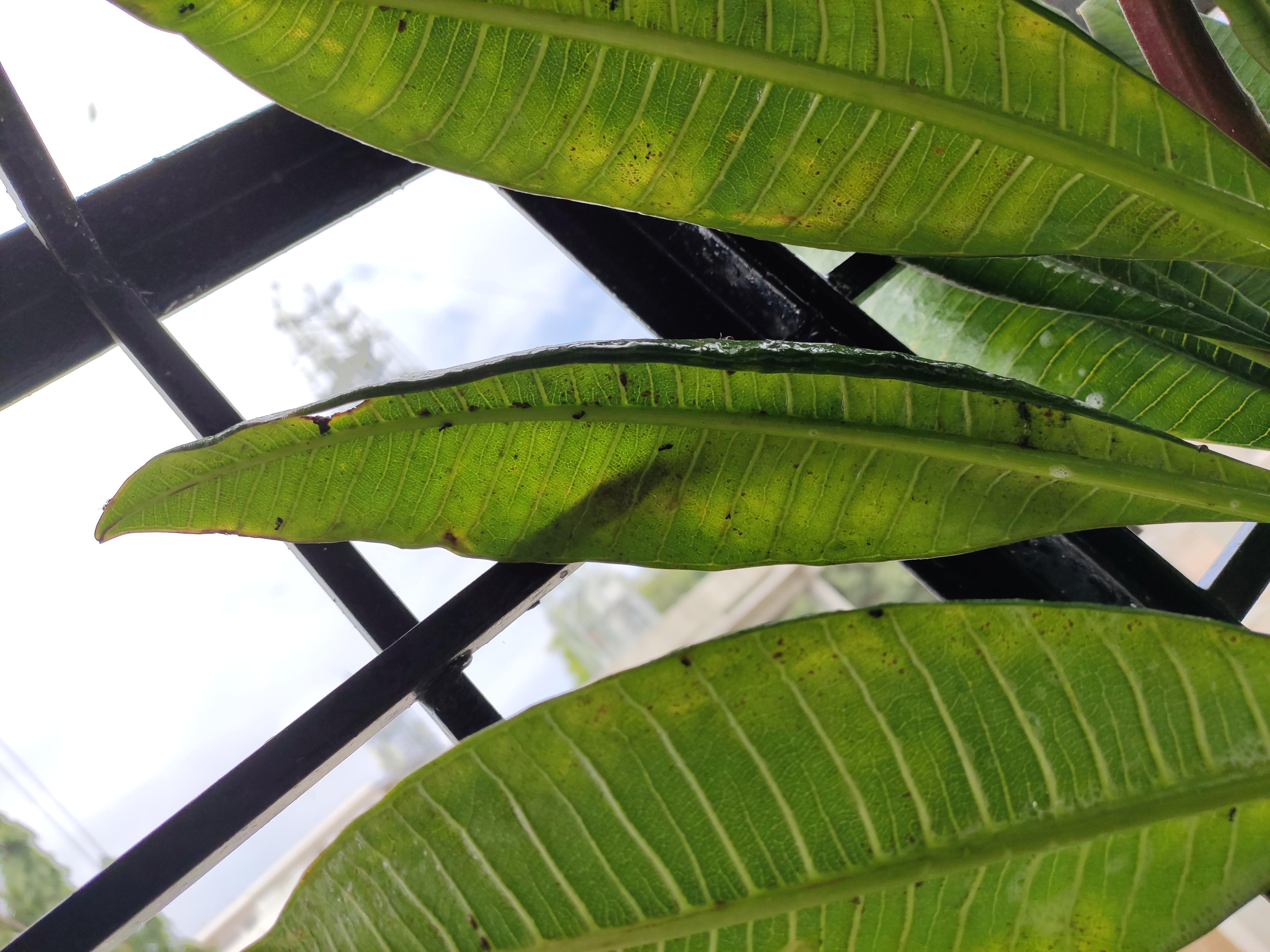 My Plumeria leaves seem to be curling and is also infested with small