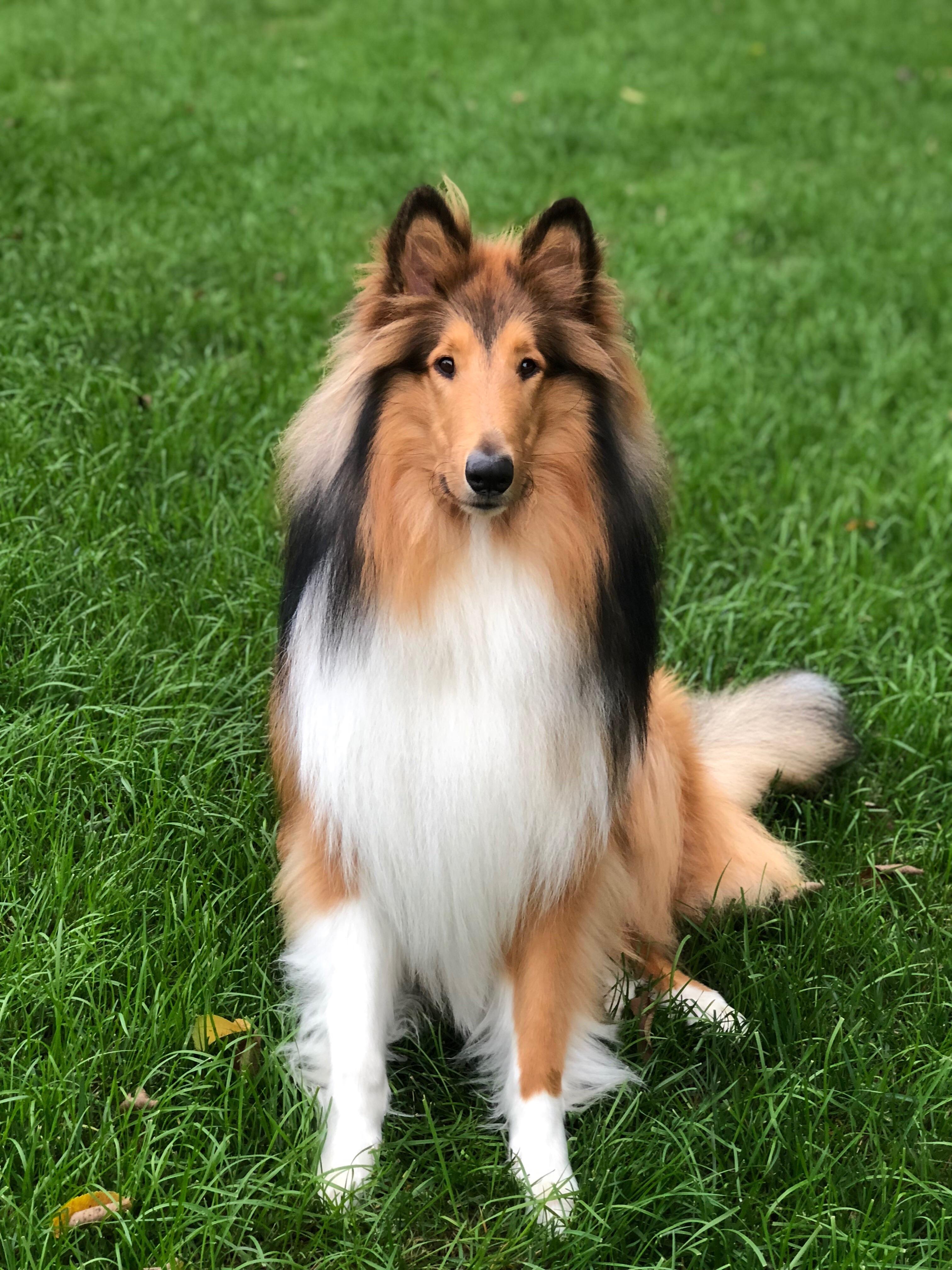Finley the Rough Collie r/roughcollies