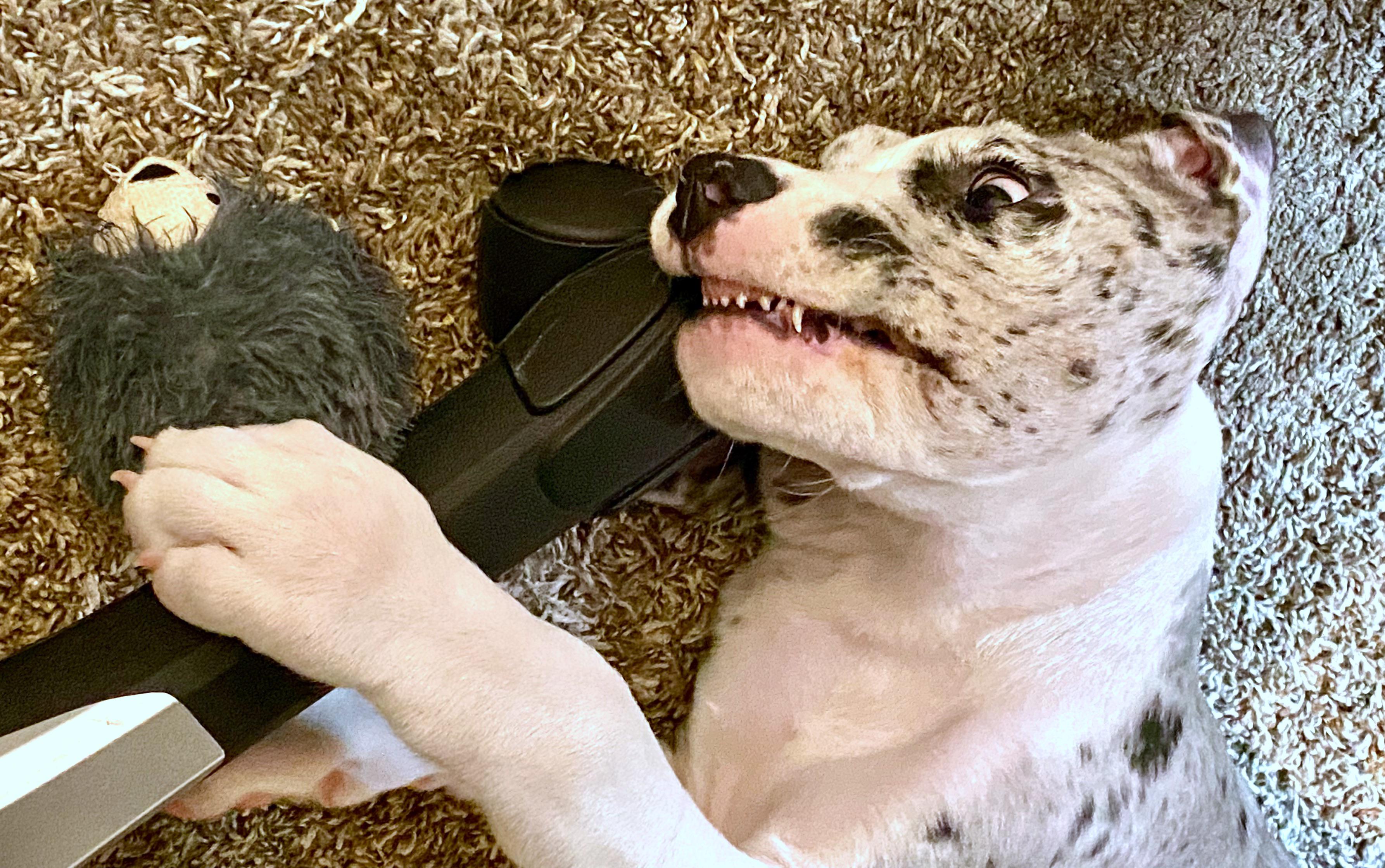 Land shark alert! r/AnimalsBeingDerps