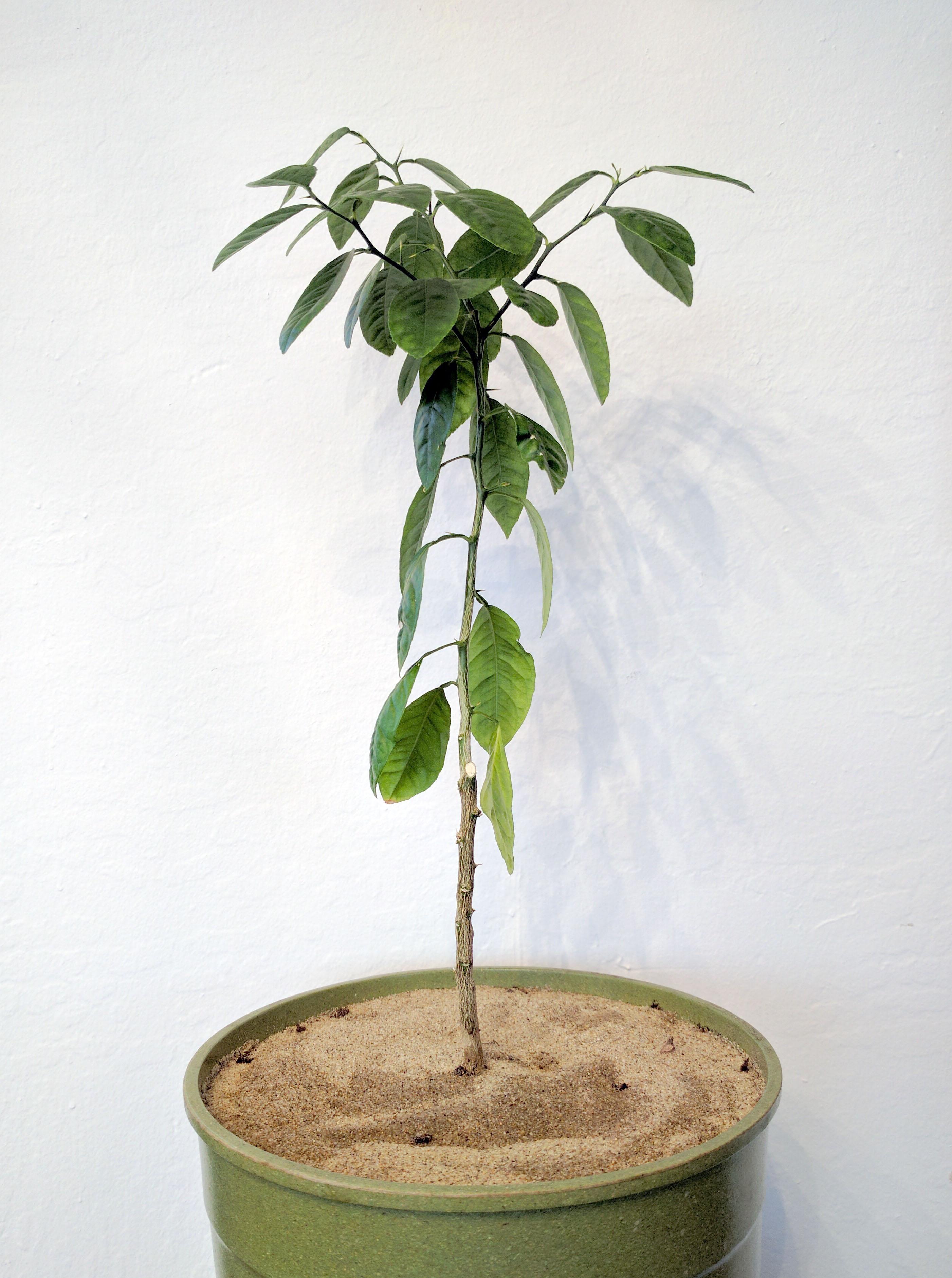 My key lime tree grown from seed after 1.5 years.