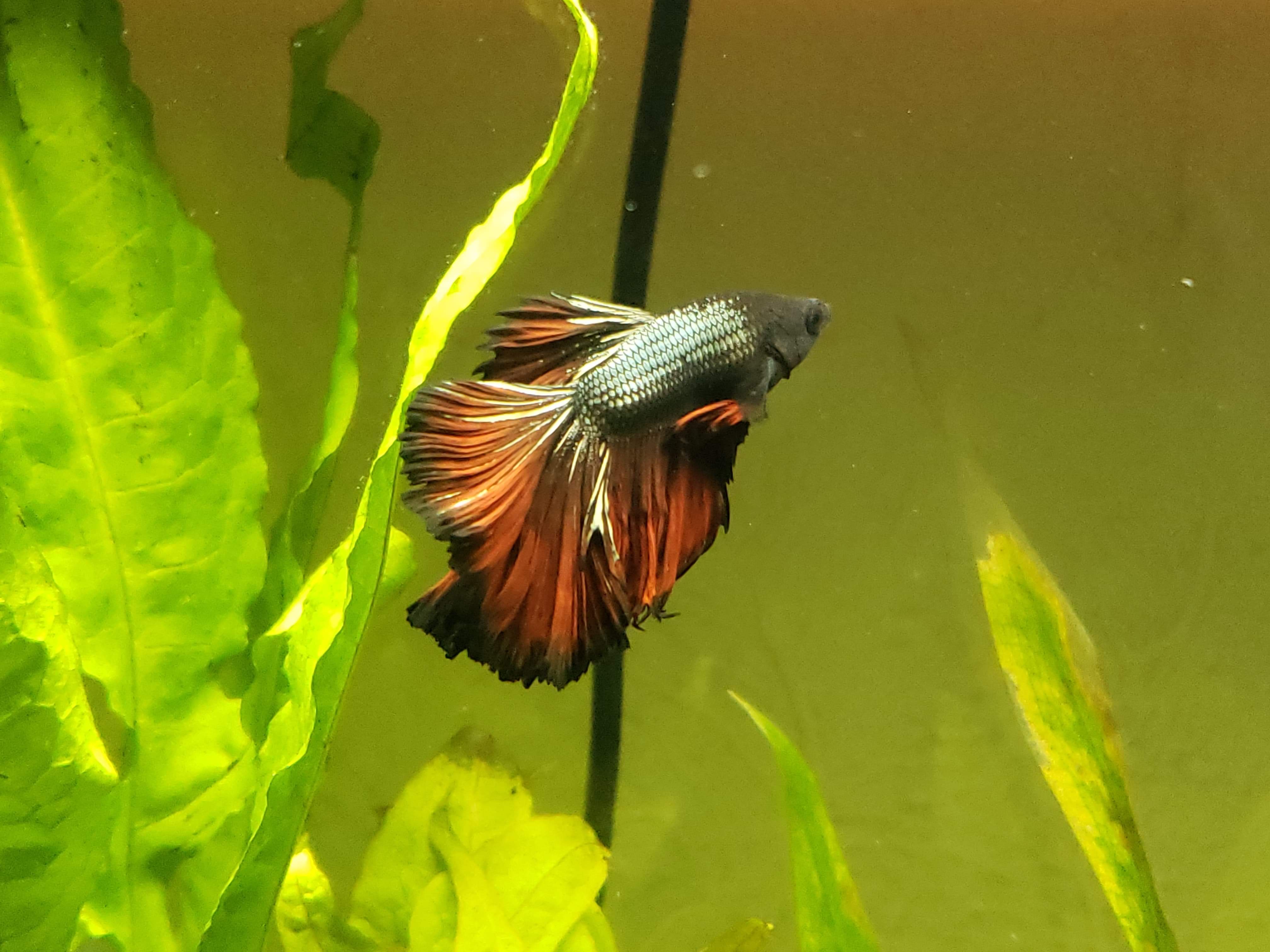 My pretty new Rose Petal Betta that I finally got a good photo of. r