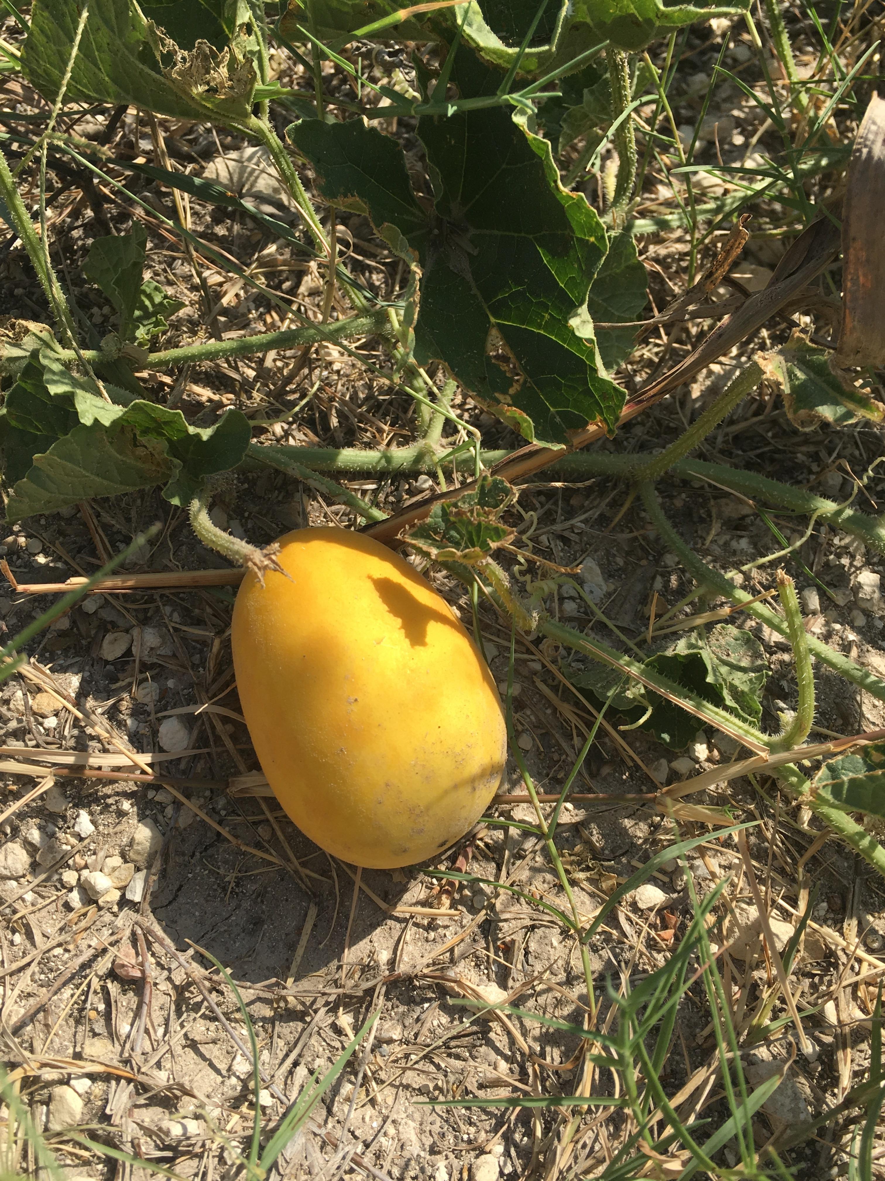 Fruit Trees Home Gardening Apple, Cherry, Pear, Plum Central Texas