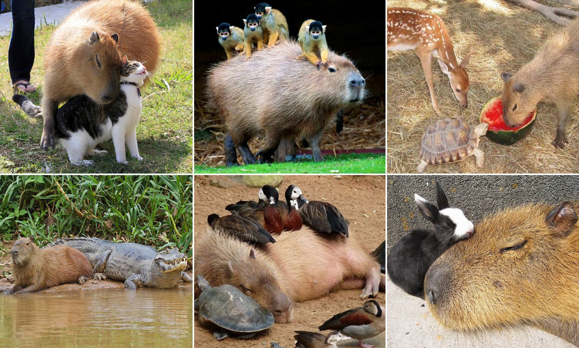 Bravest and friendliest animal in my opinion, the CAPYBARA! Chilling with every animal it meets