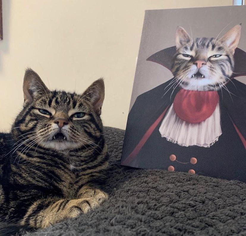 Saw this at r/cats. suggested it should be given an airing here r/teefies