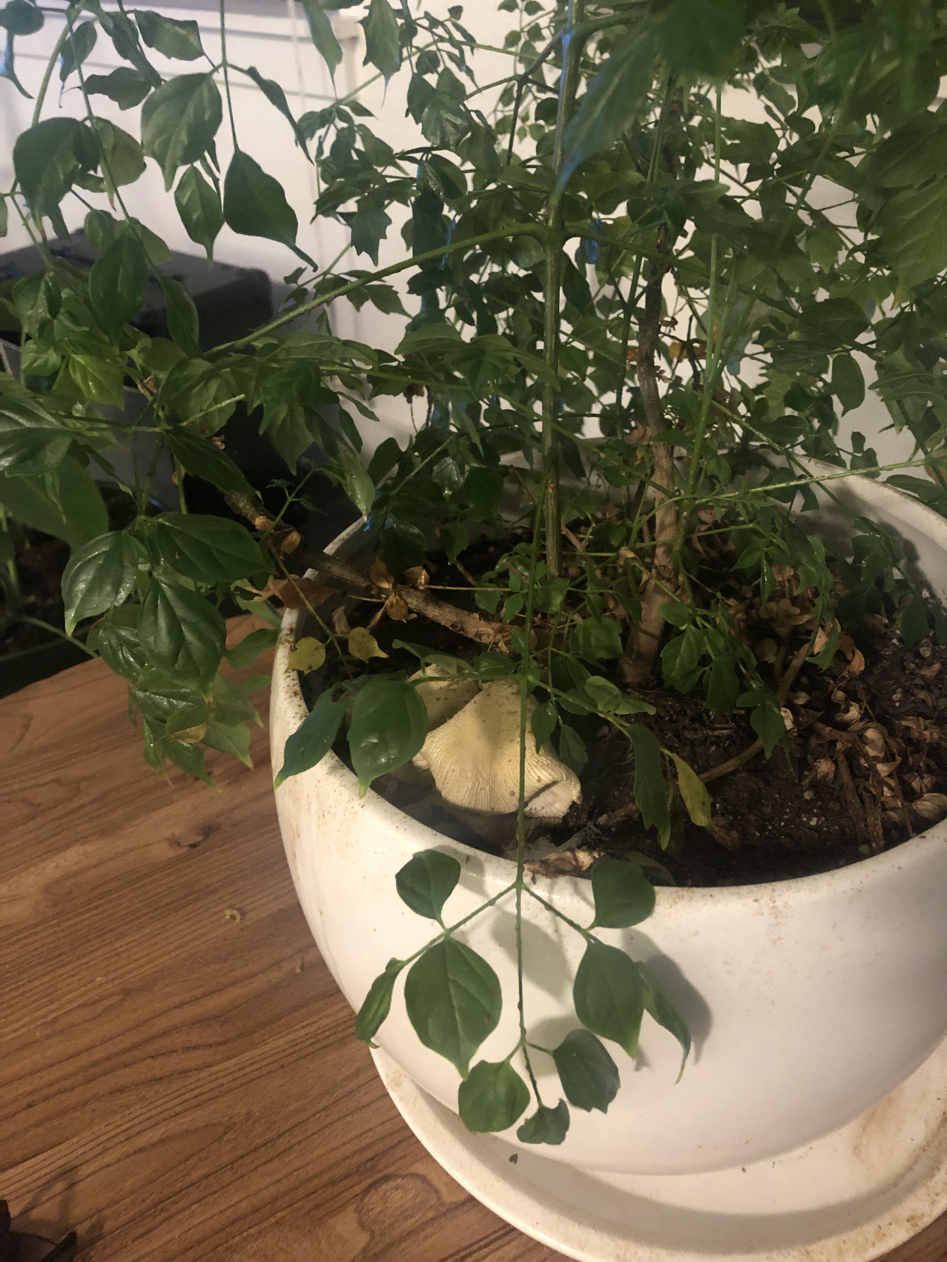 Yellow Mushrooms Growing in Houseplant Pot : r/plantclinic